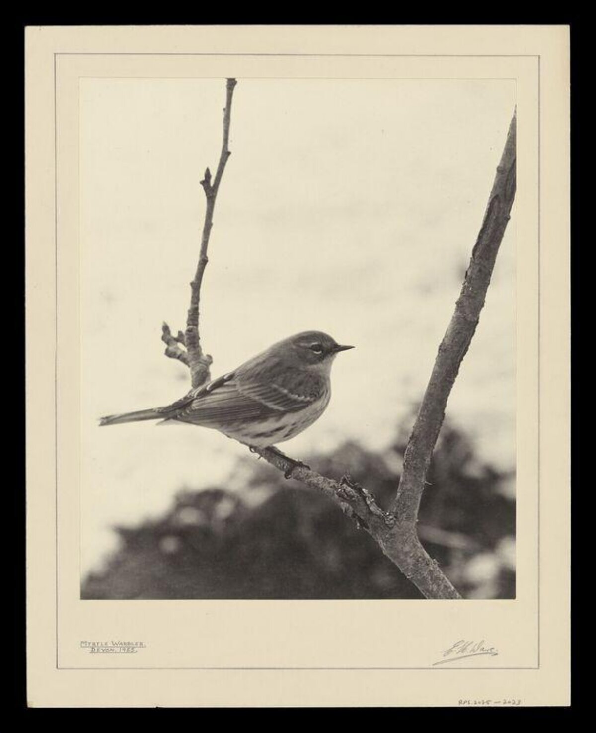 Myrtle Warbler Perched on Branch