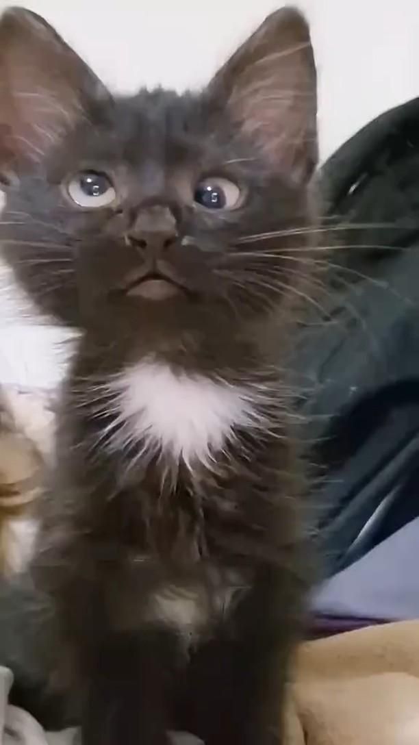 Surprised Black Kitten With White Chest