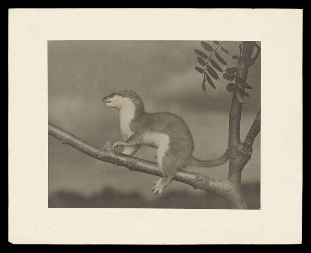 Weasel on a Tree Branch