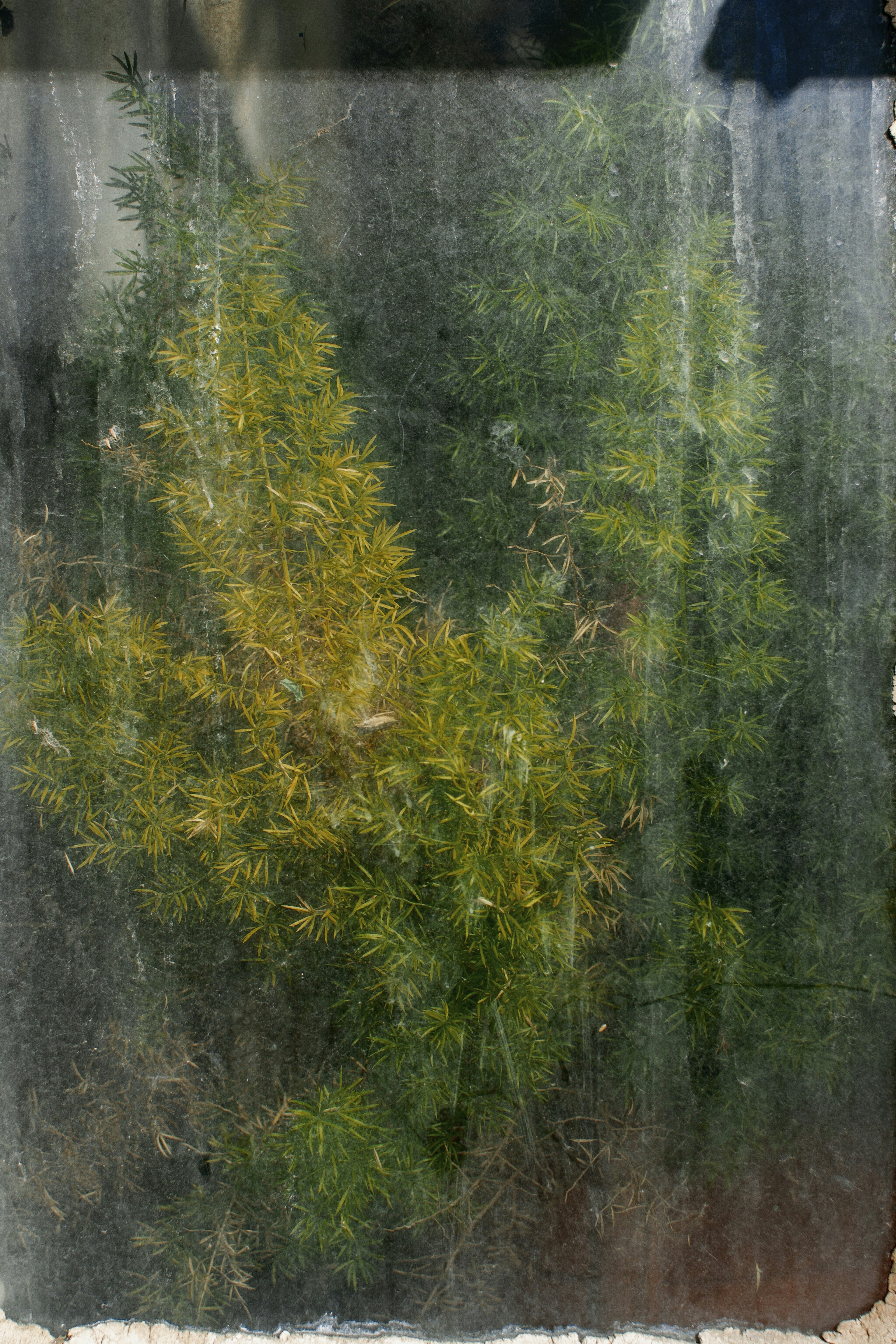 Yellowing Asparagus Fern Behind Frosted Glass