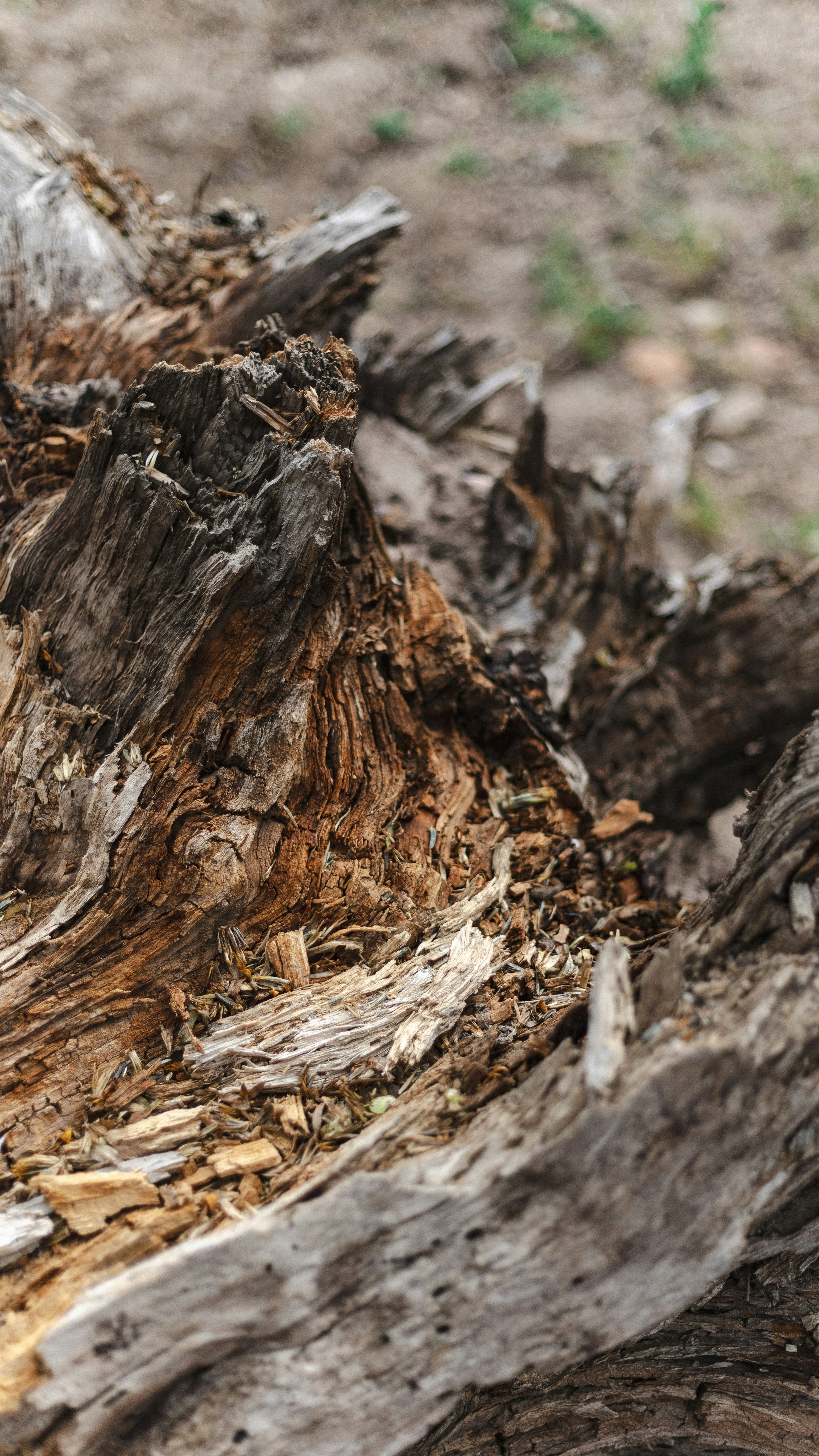 Old Decaying Tree Stump