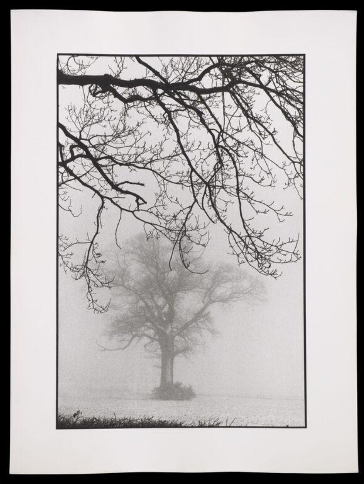 Foggy Lone Tree