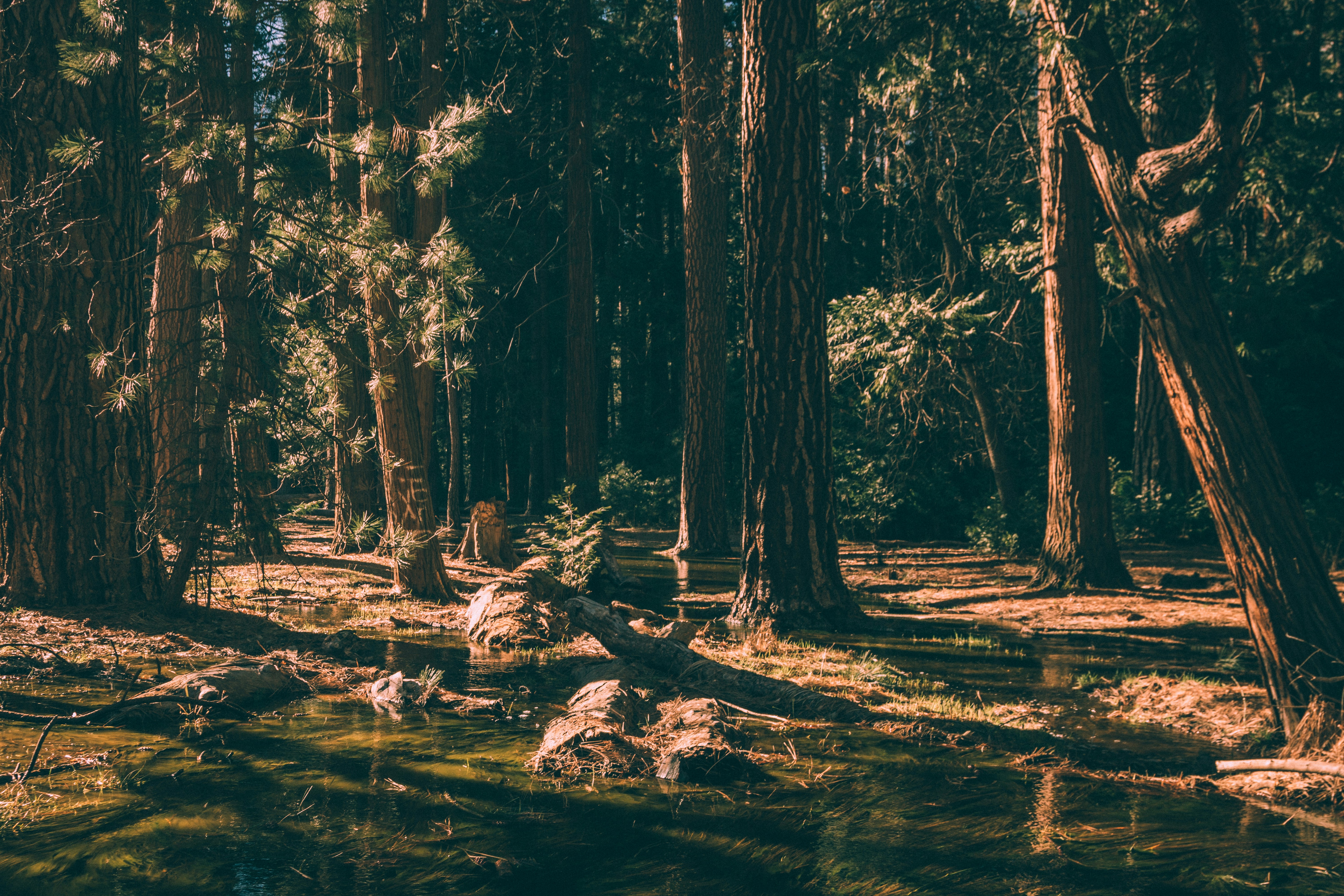 Stream Flowing Through Pine Forest