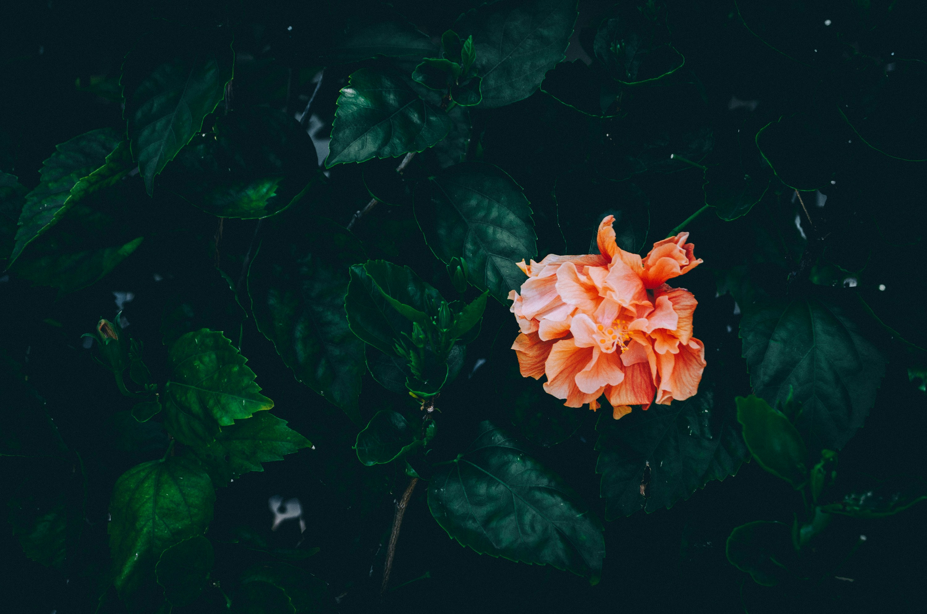 Orange Hibiscus Among Dark Green Foliage