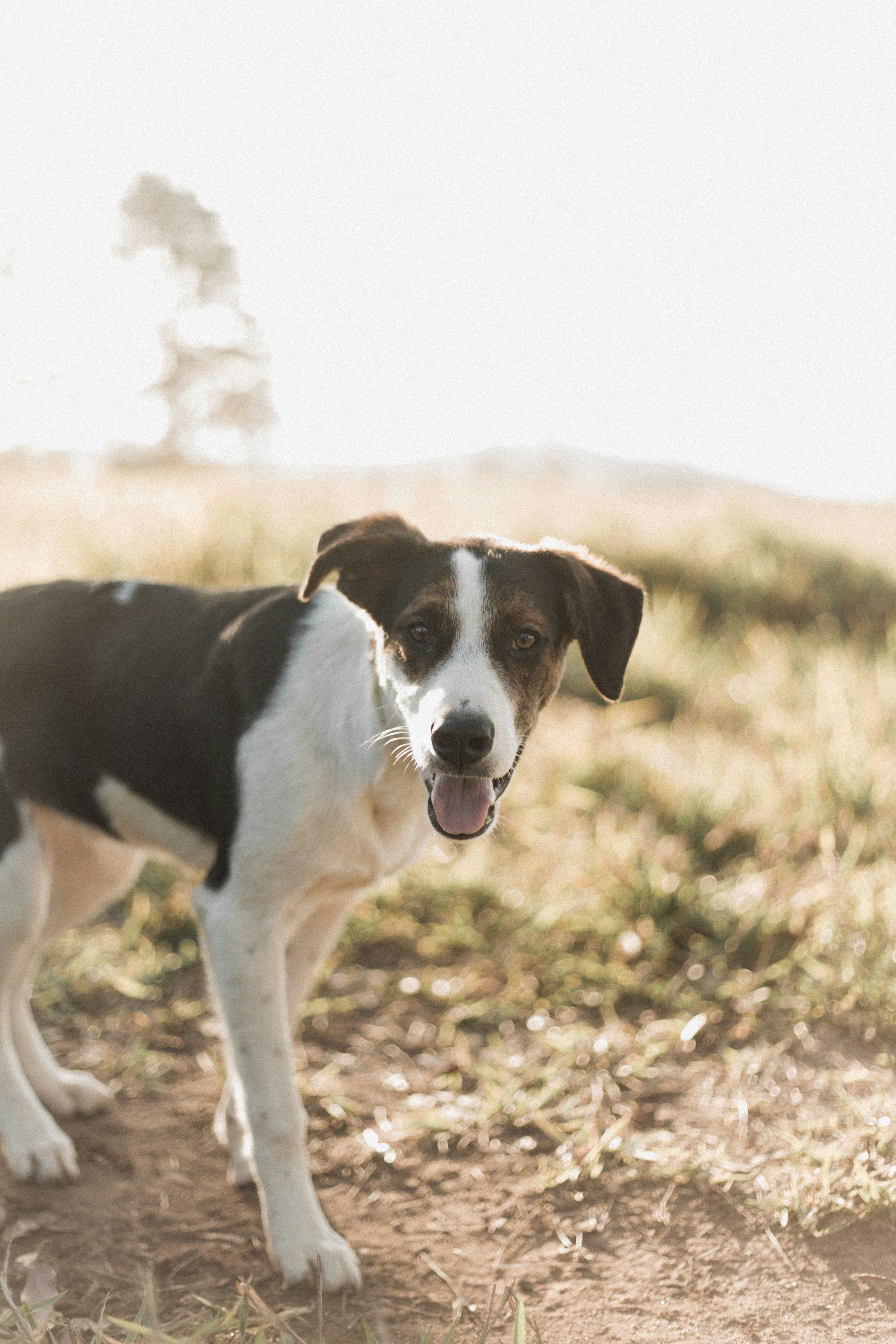 Brown White Dog In Sunlit Field