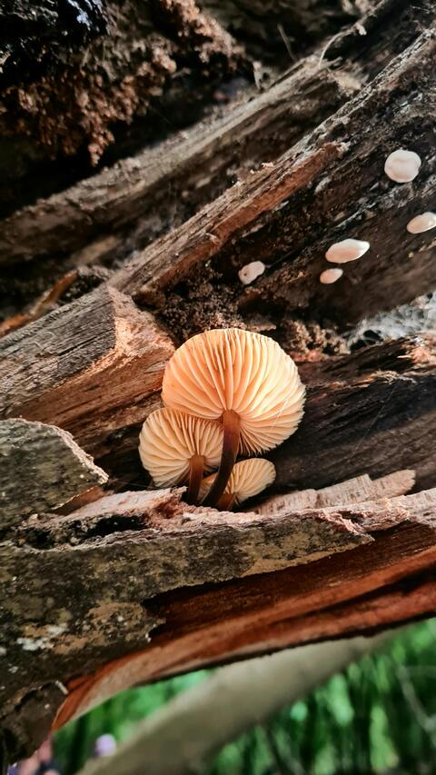 Small Mushrooms Growing on Rotting Log