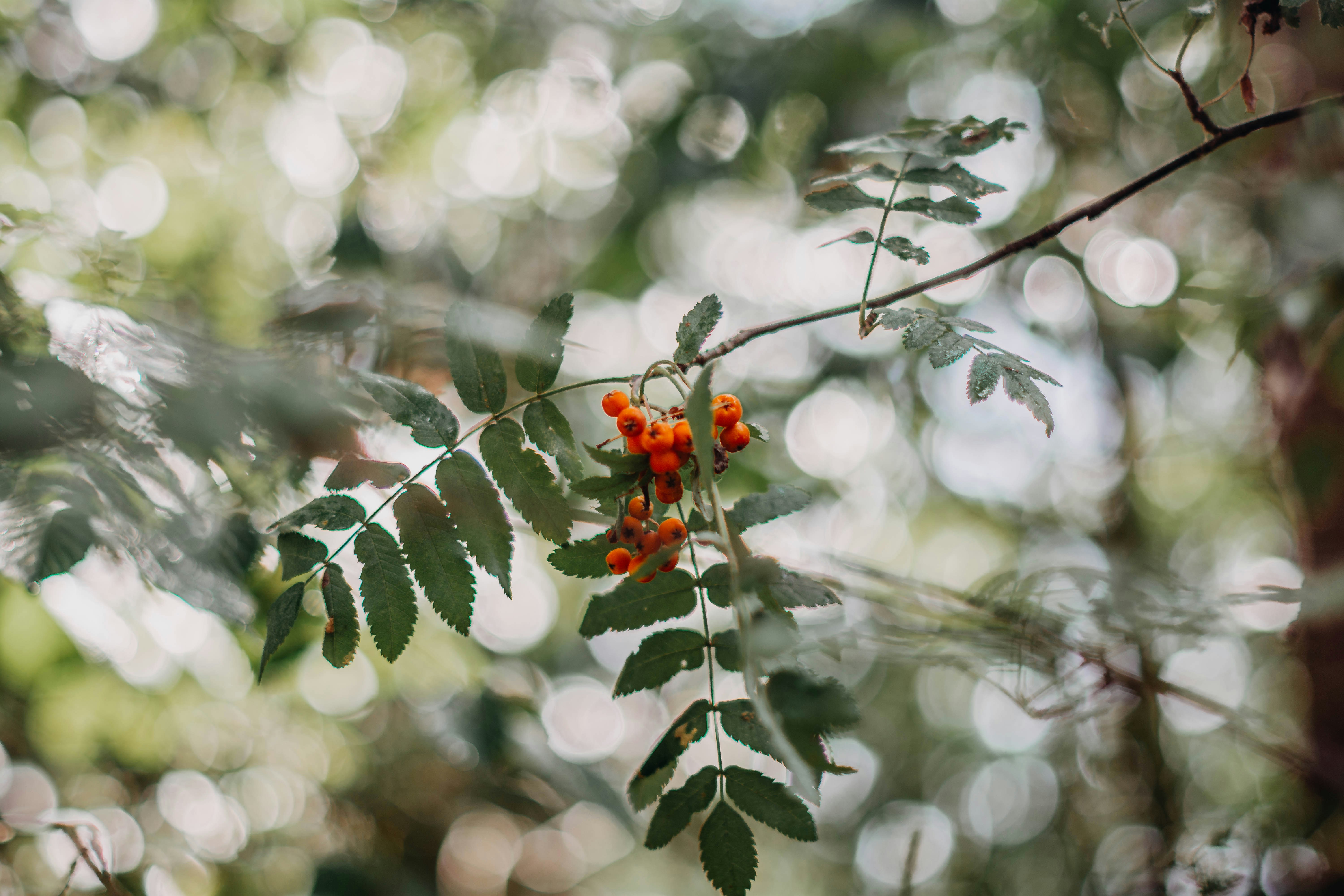 Orange Rowan Berries on Branch