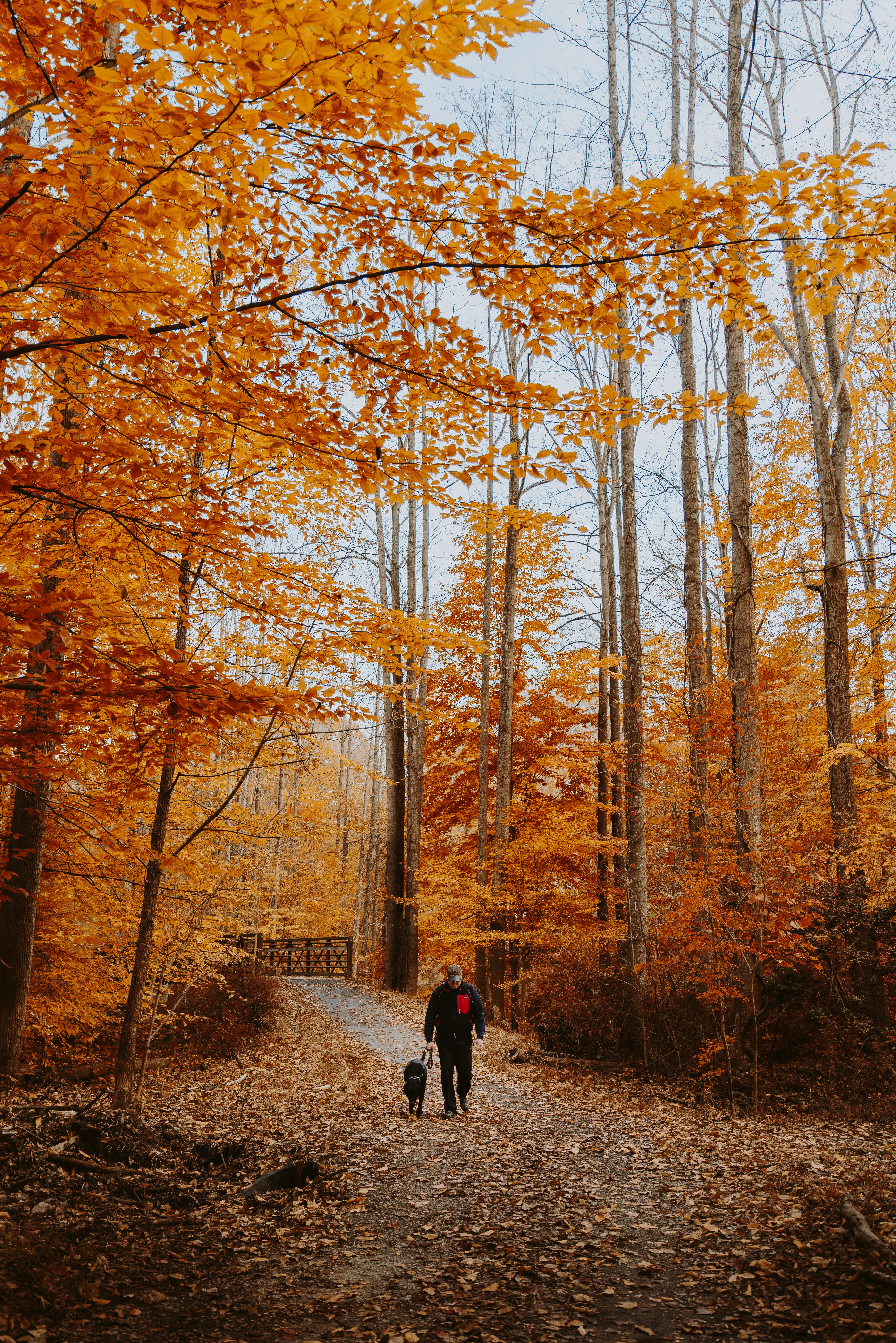 Autumn Forest Walk With Dog