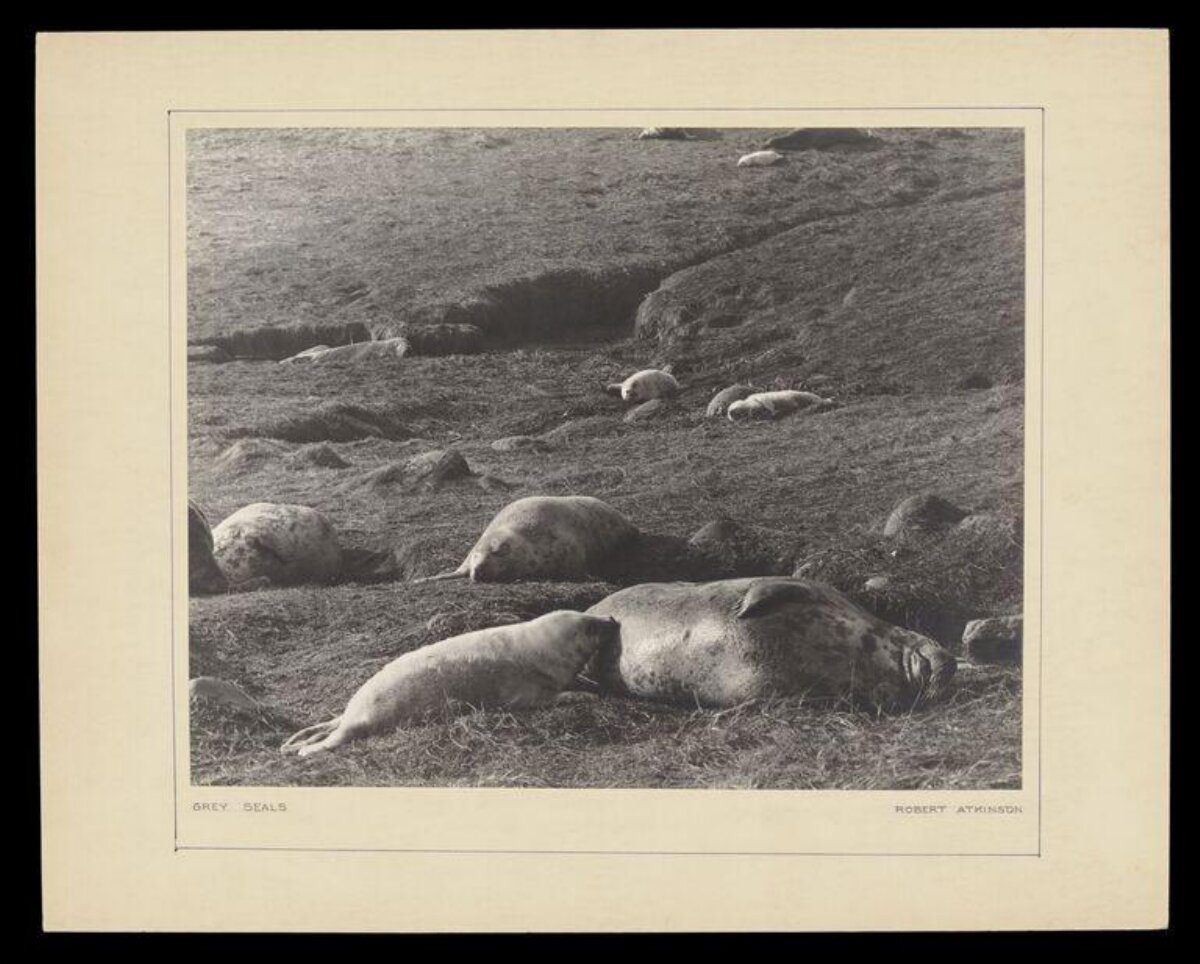 Grey Seals Resting on Grass