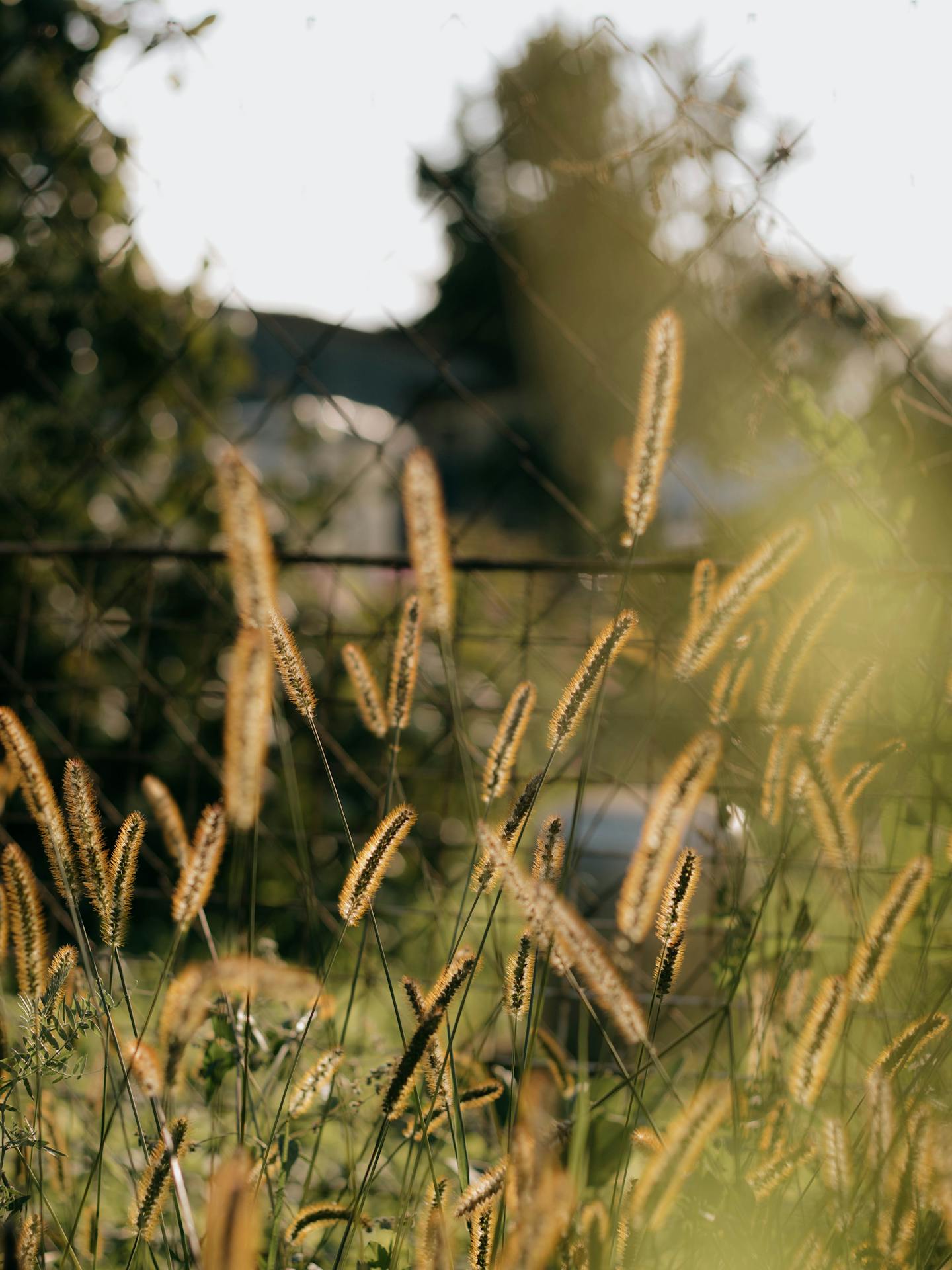 Sunlit Foxtail Grasses by Fence — Art