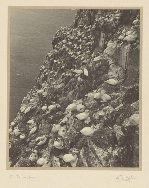 Gannet Colony on Bass Rock