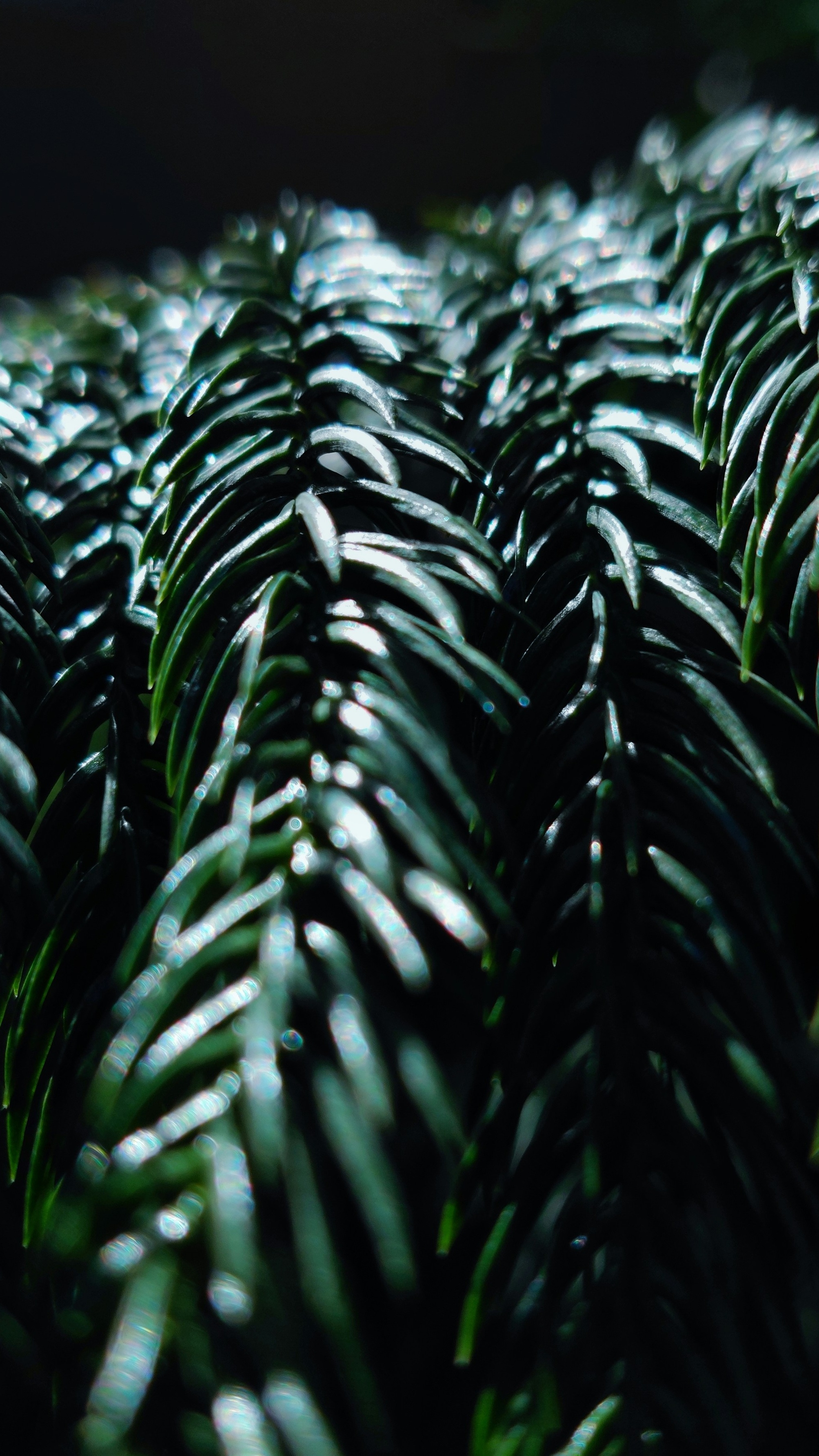 Forest & Flora