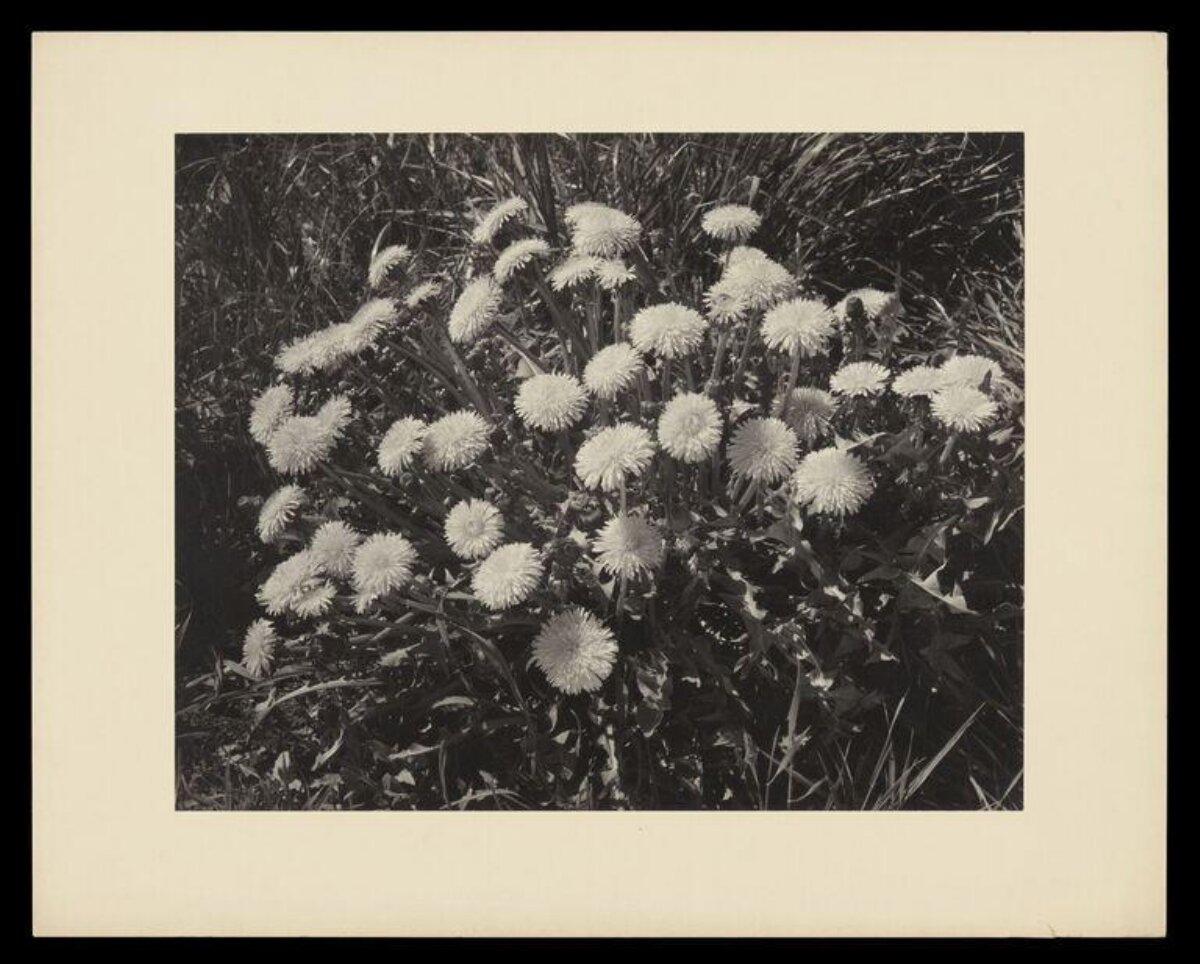 Black and White Dandelion Cluster