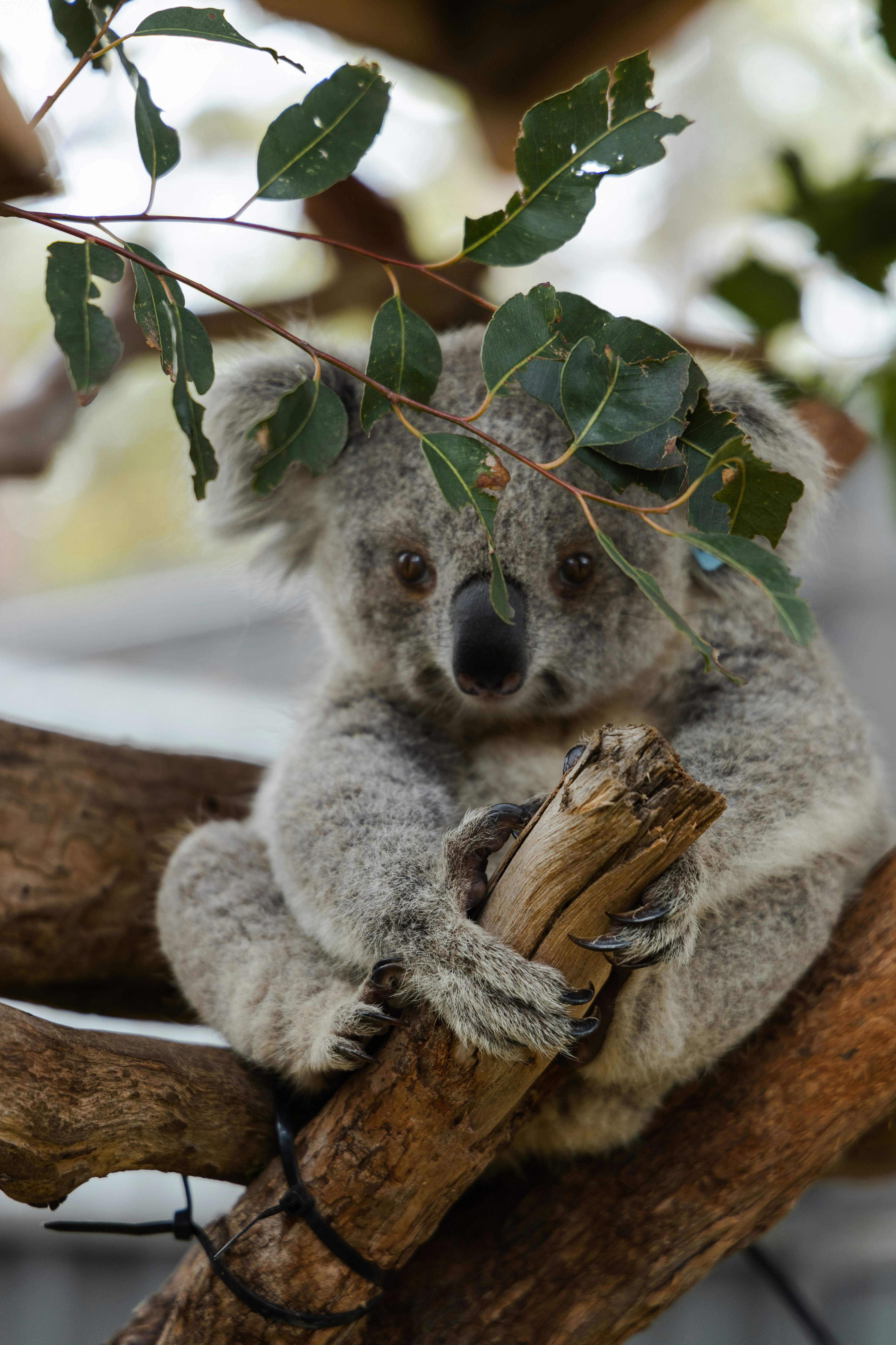 Koala Hugging Tree Branch