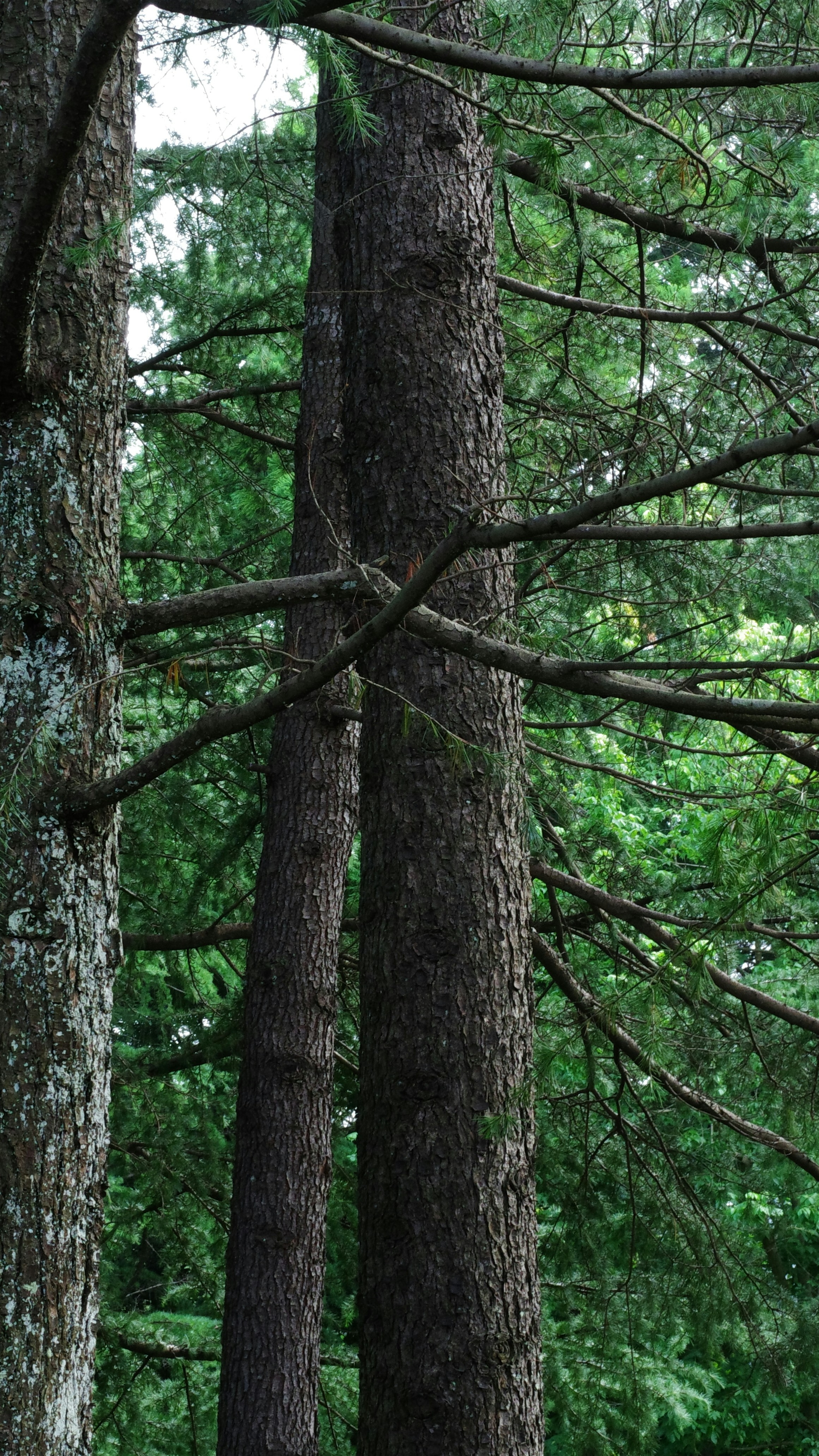Three Tall Pine Tree Trunks