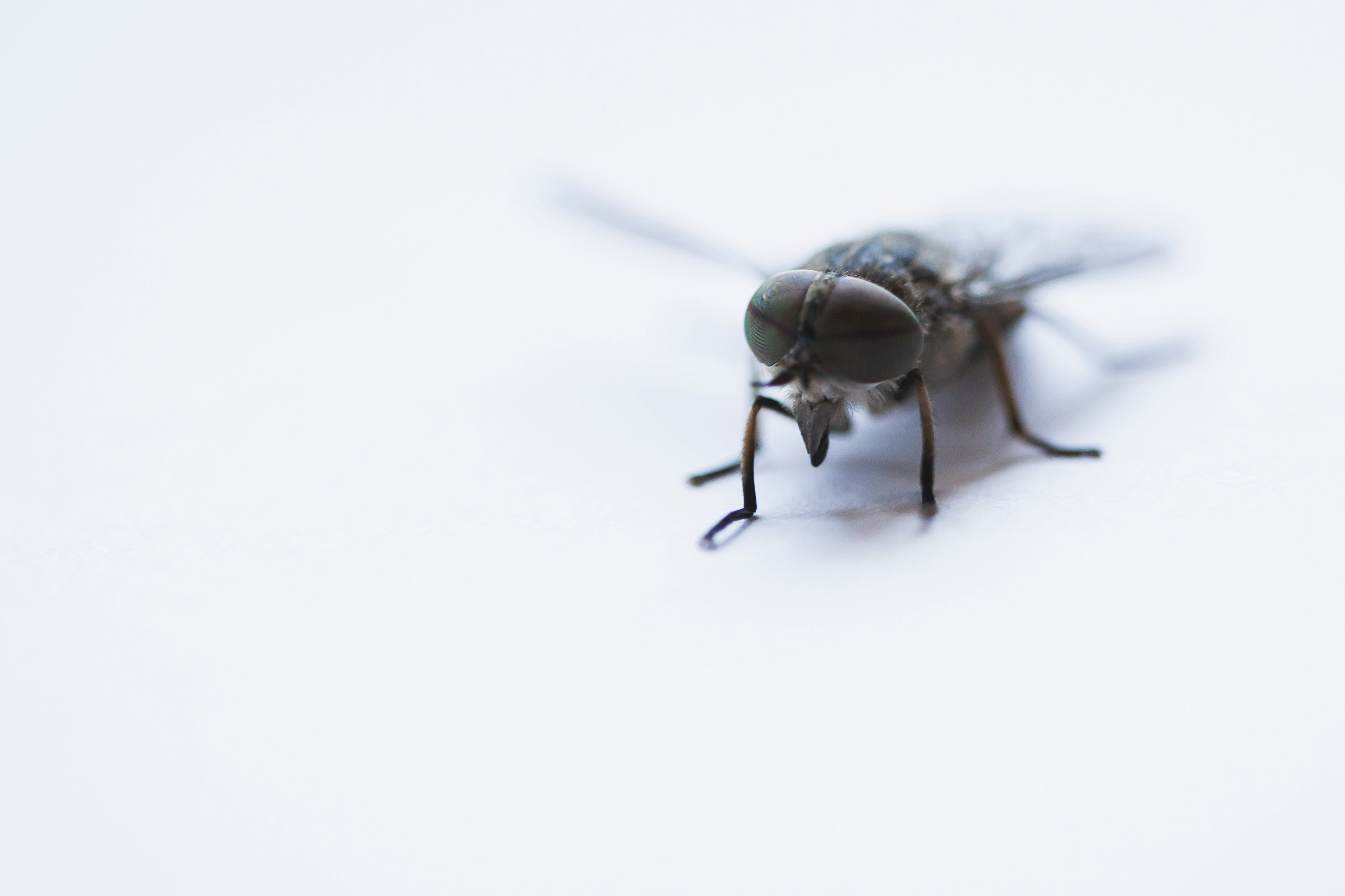 Close-up of a Fly on White Background