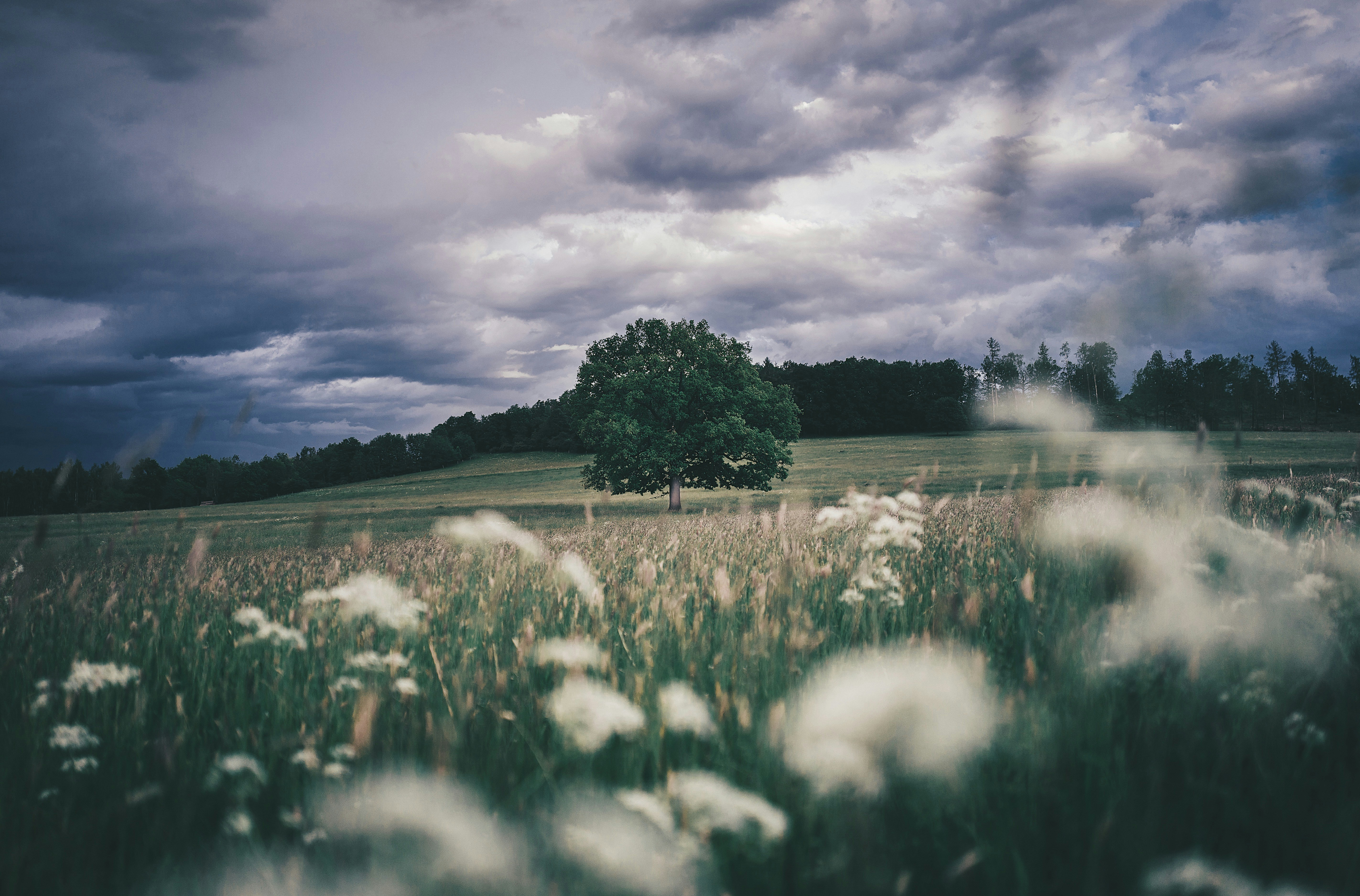Lone Tree on Grassy Meadow