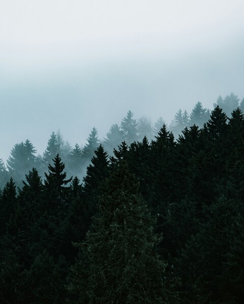 Foggy Coniferous Forest