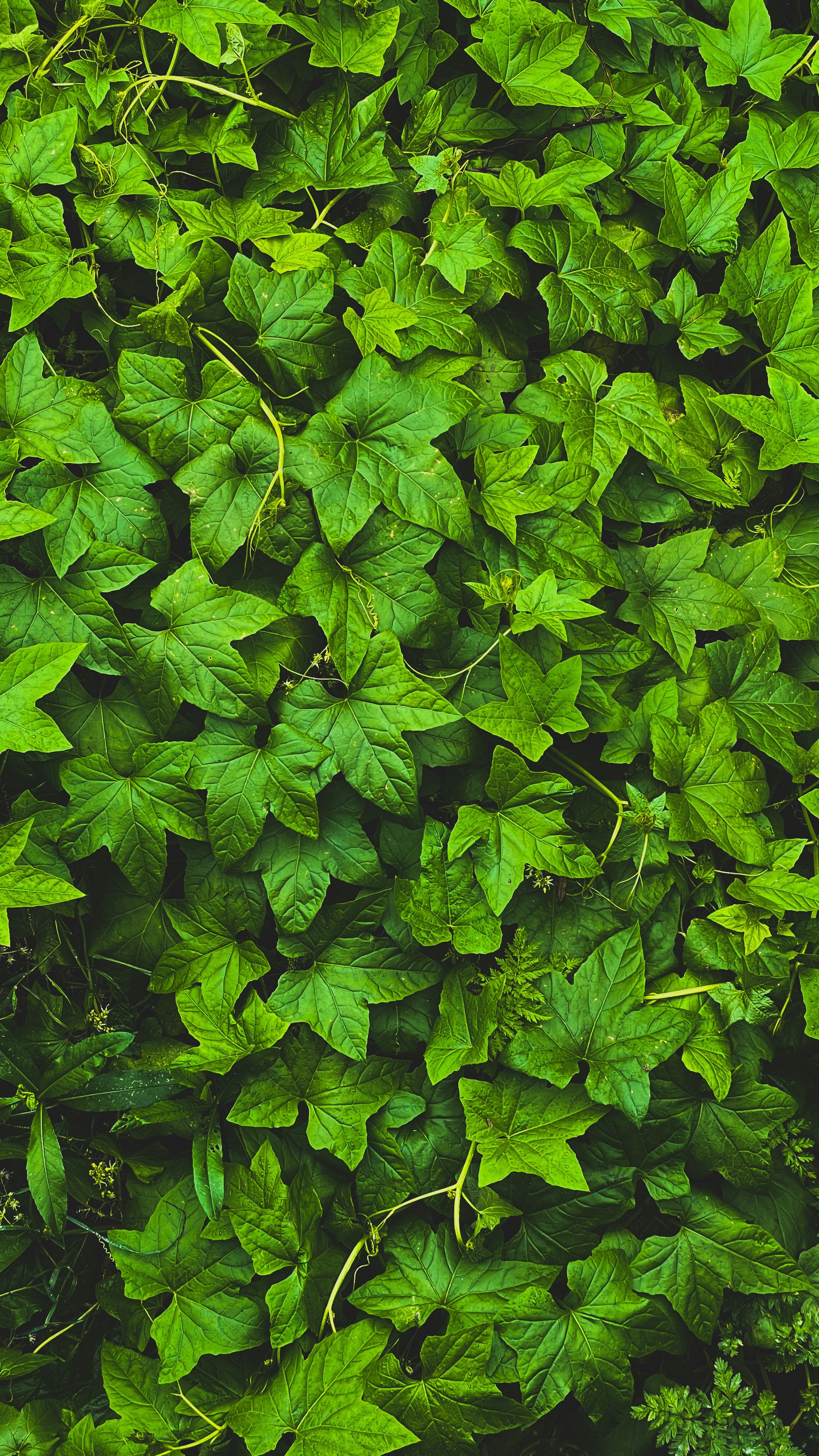 Wallpapers