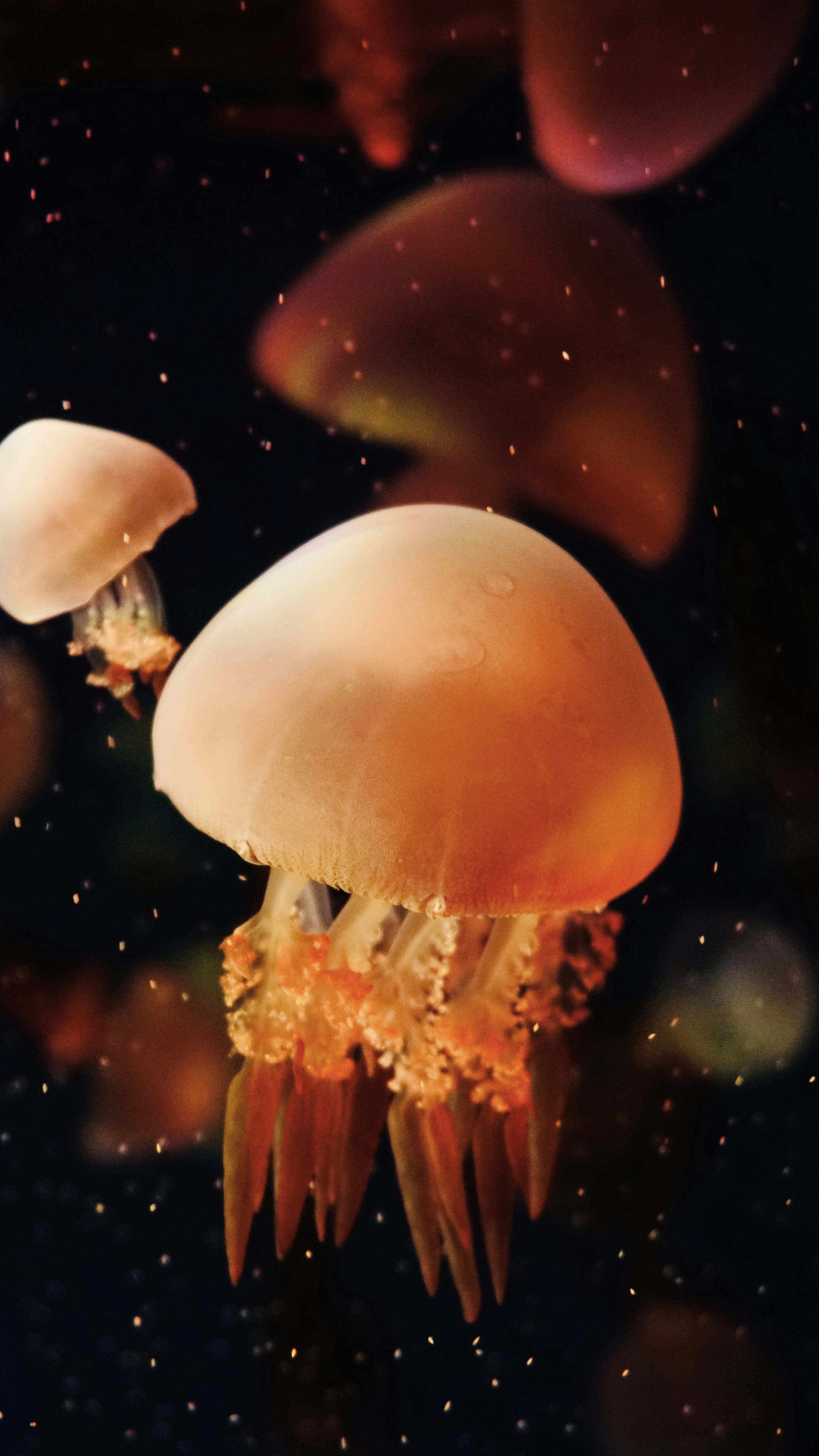 Orange Jellyfish Underwater