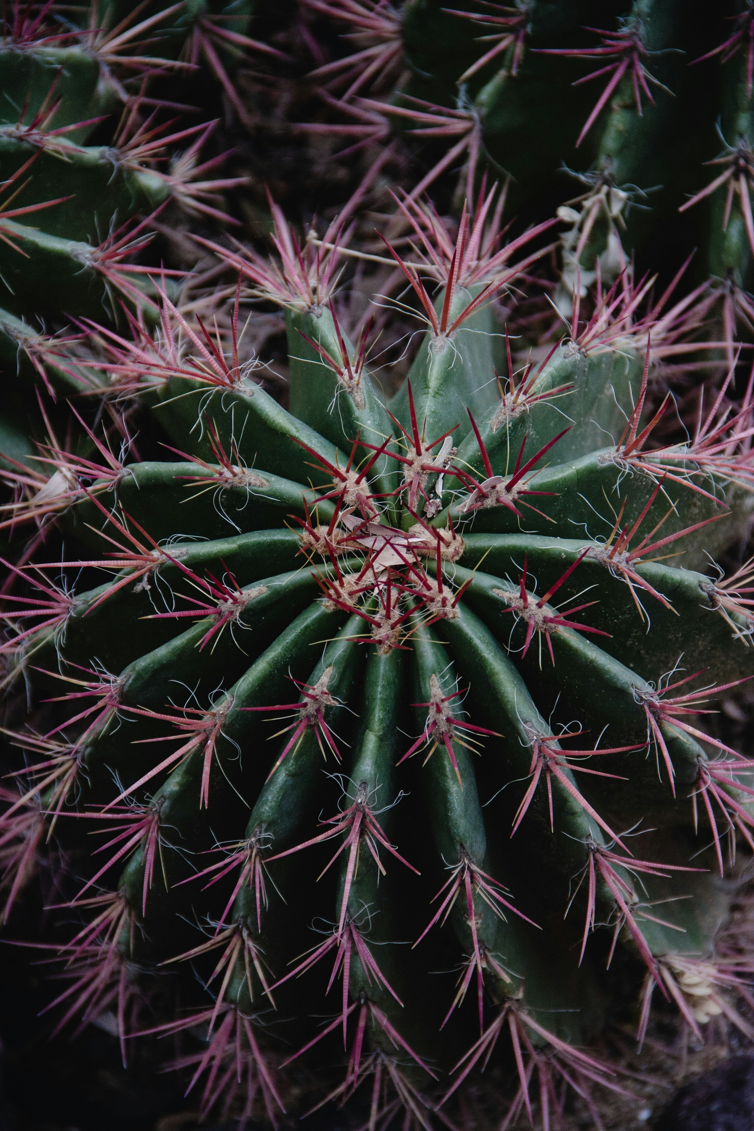 Red-spined Cactus Close-up