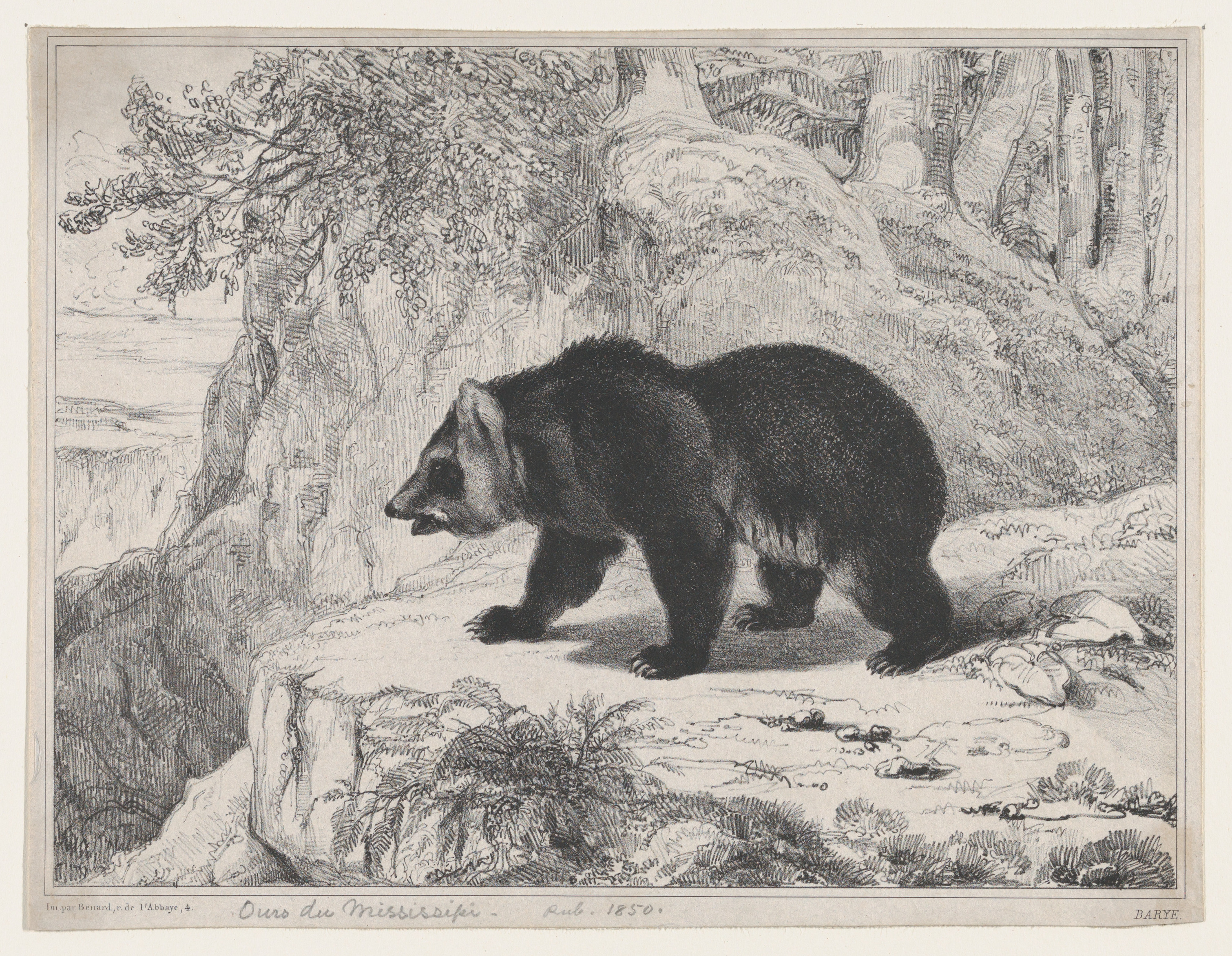 Mississippi Black Bear Sketch