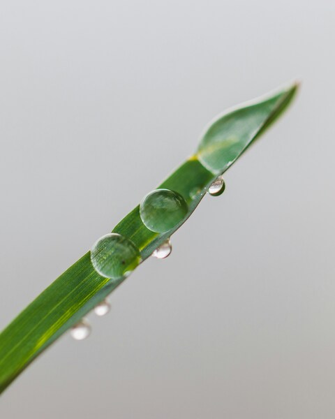 Water Droplets on Grass Blade