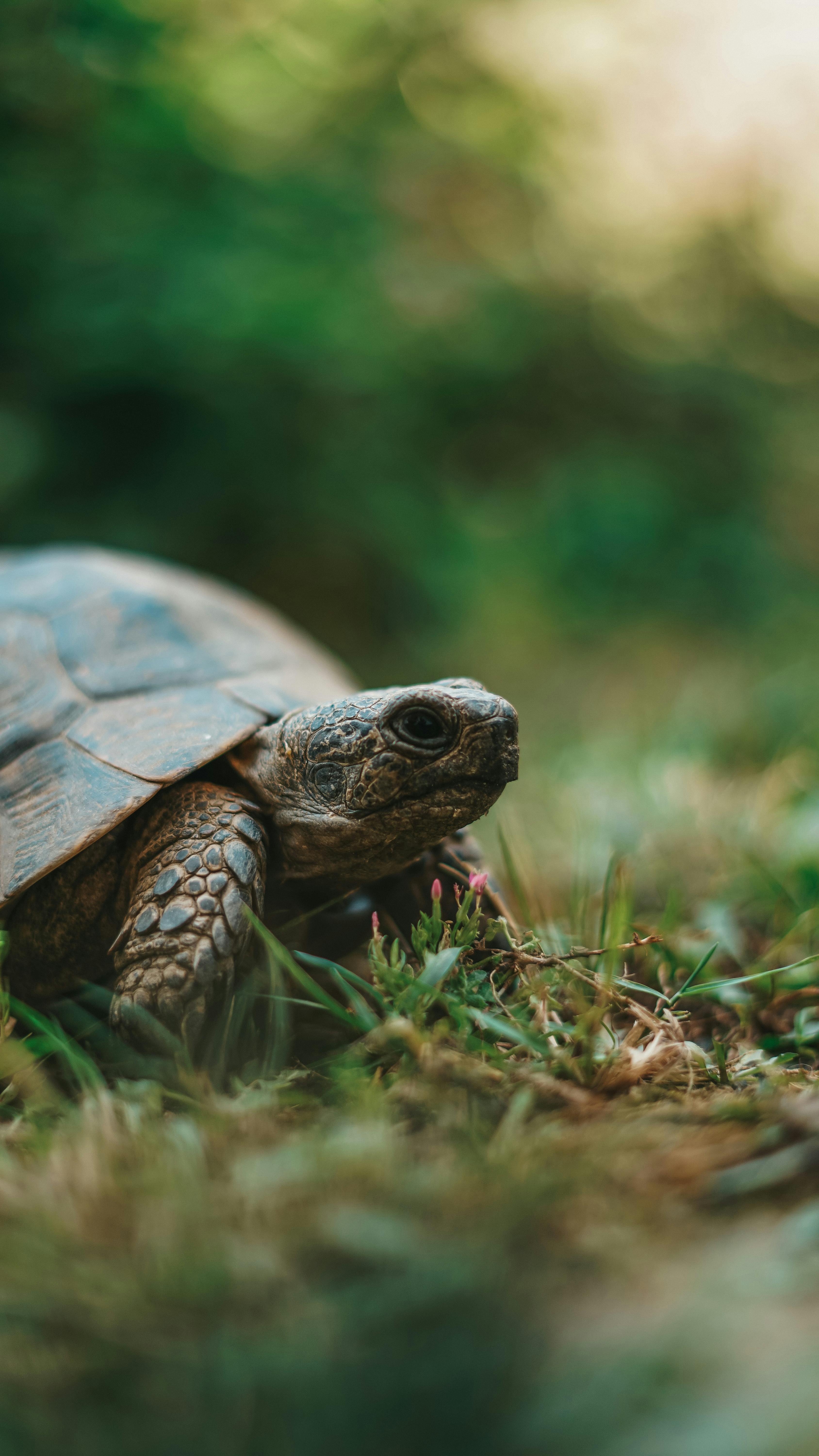 Image 1234547 — Animal Encyclopedia