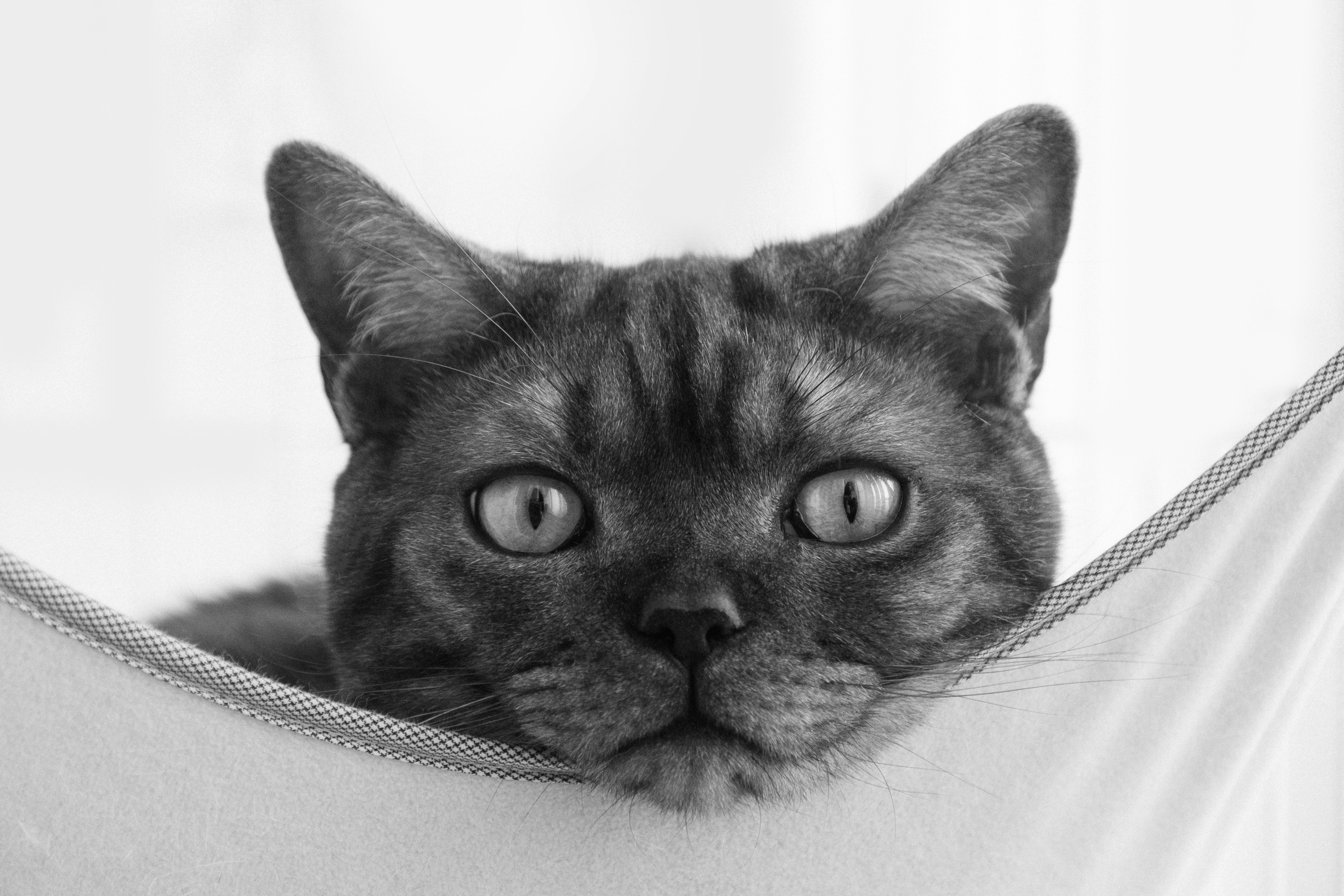 Black and White Cat Portrait