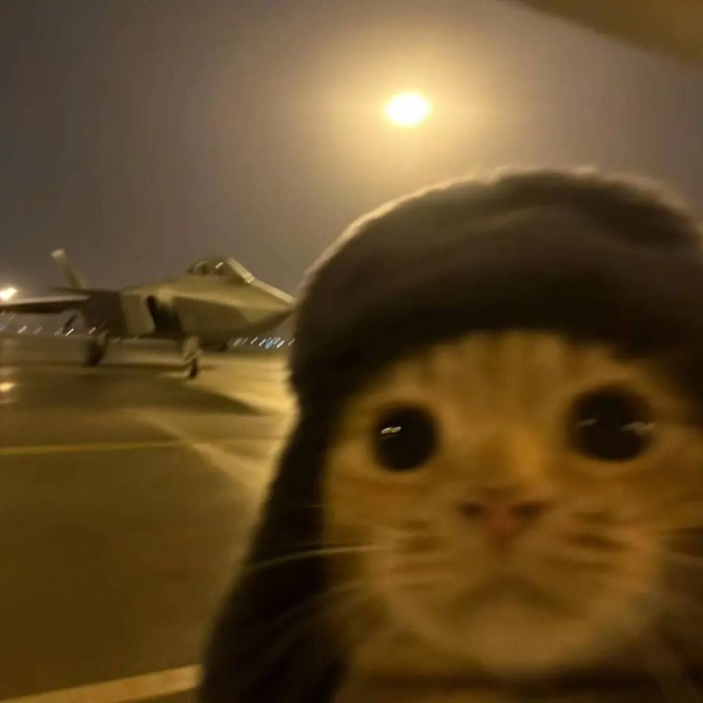 Cat Selfie With Fighter Jet At Night