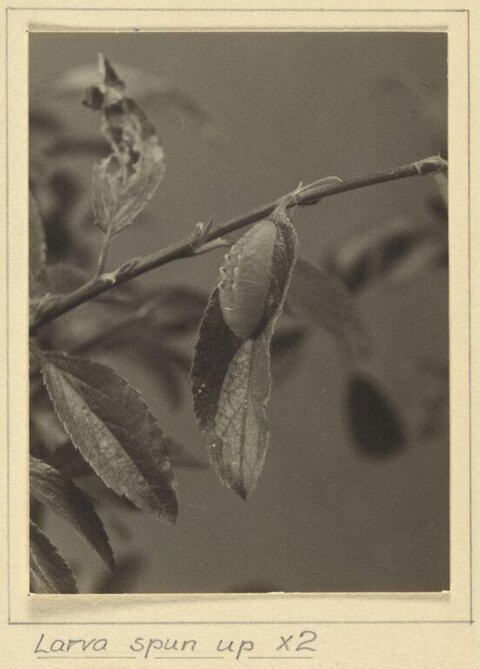 Larva Spun Up on Branch