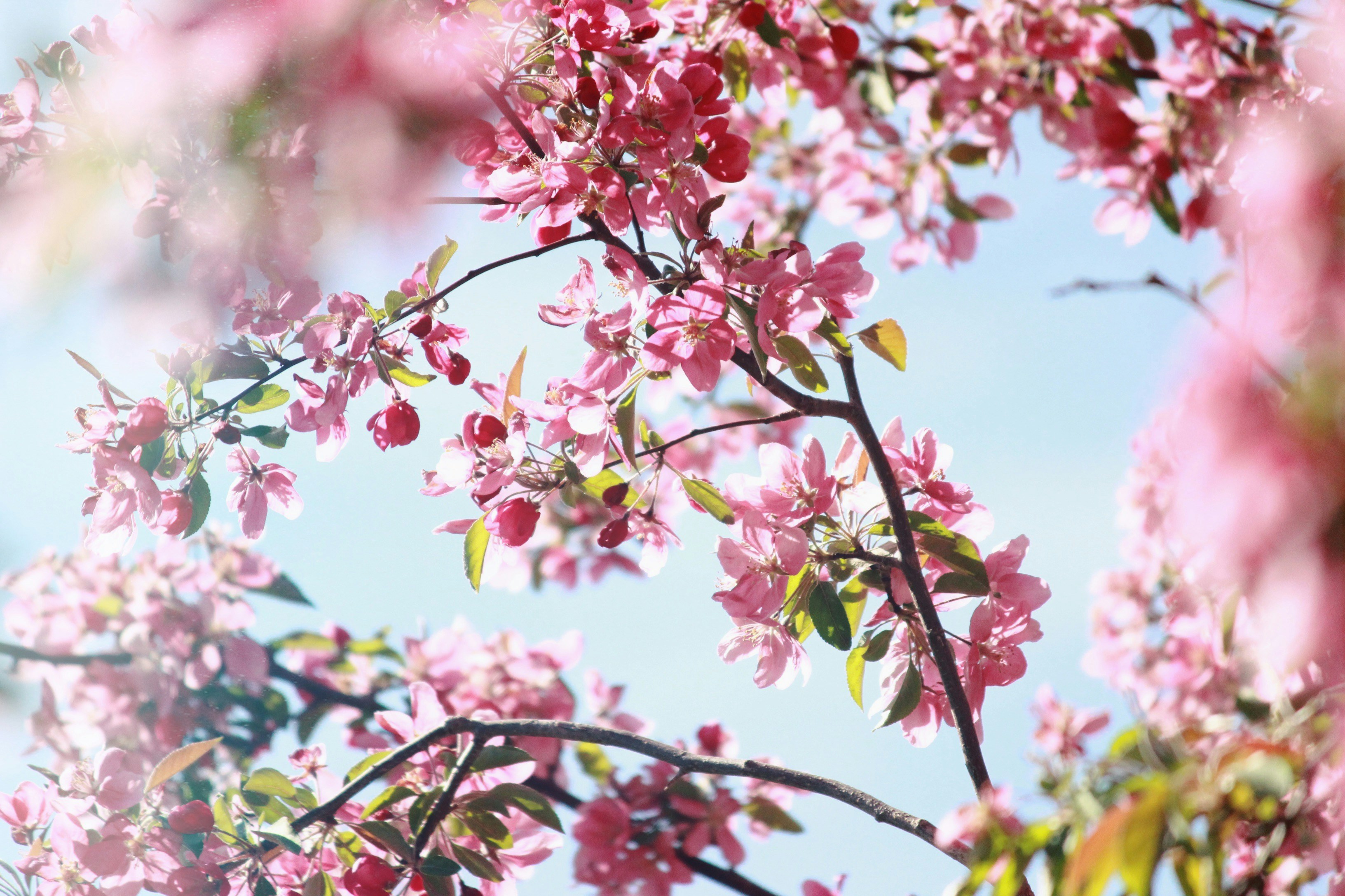 Pink Spring Blossoms Against Blue Sky