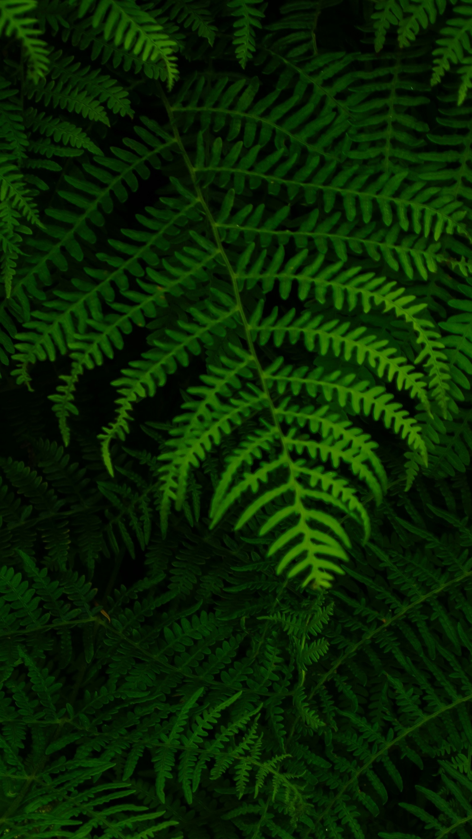 Wallpapers