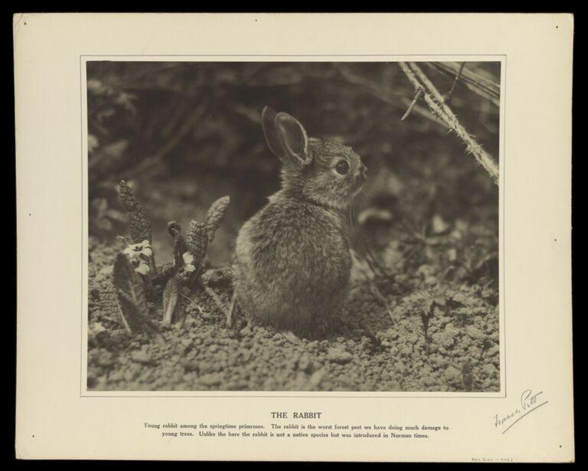 Young Rabbit Among Spring Primroses