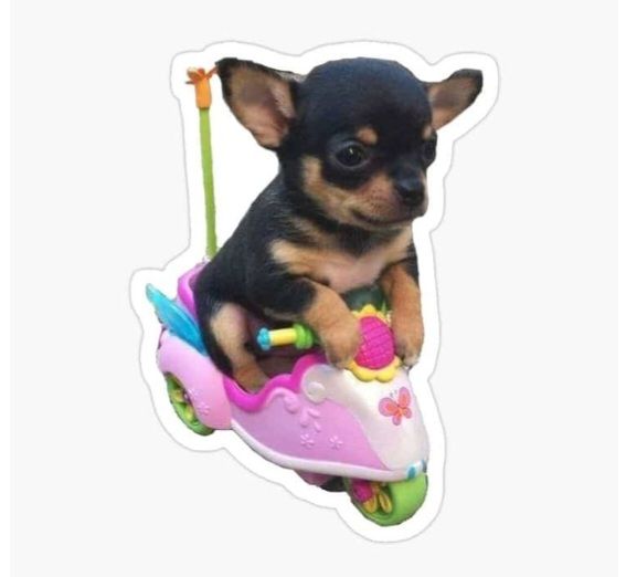 Chihuahua Puppy On Pink Toy Tricycle