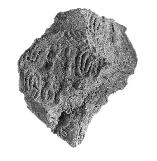 Fossil Imprint on Rock