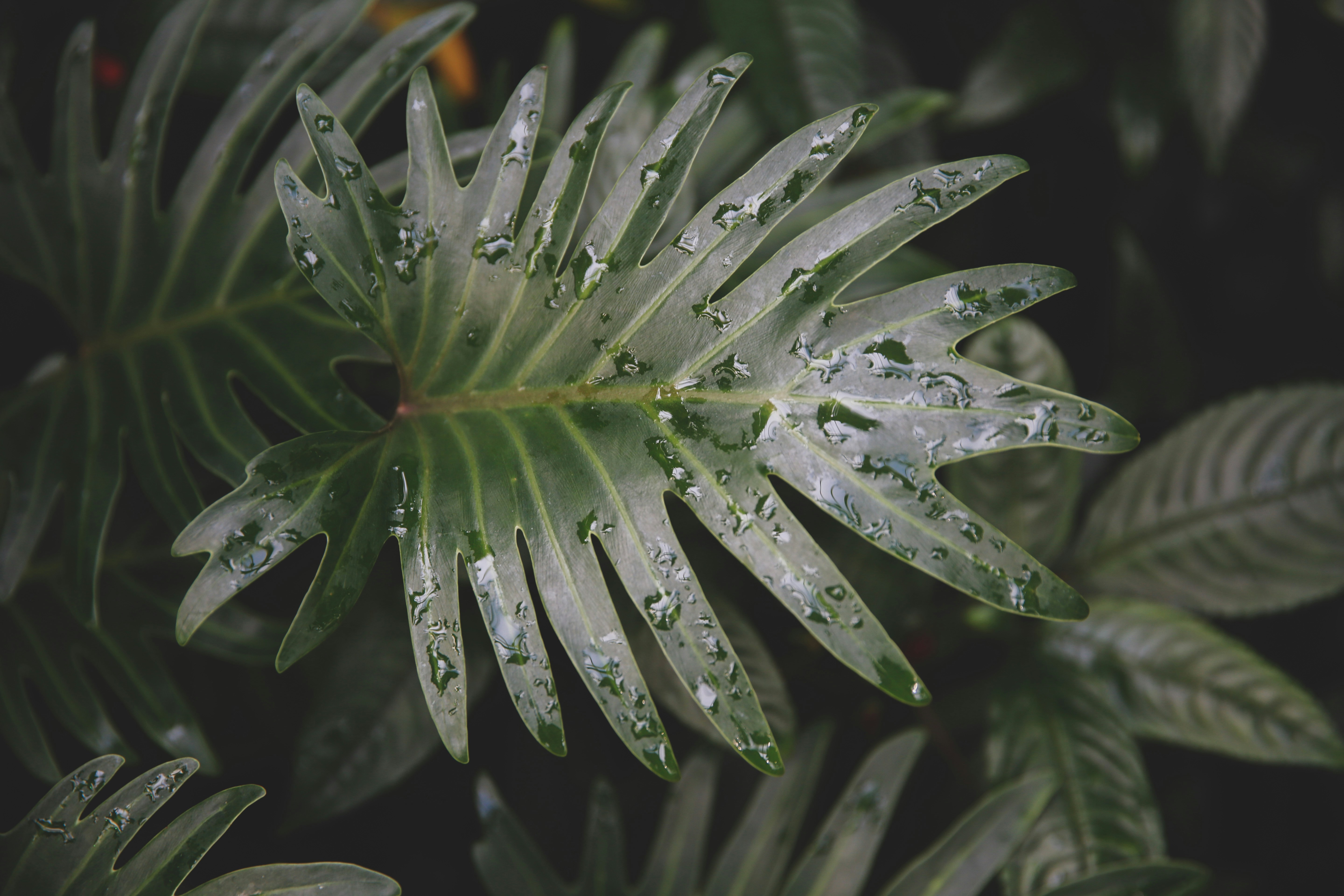 Green Leaf with Water Droplets