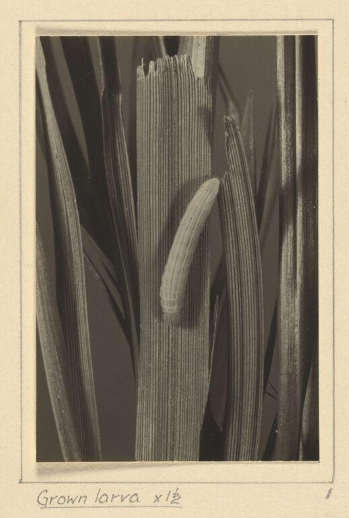 Grown Larva on Grass Blade