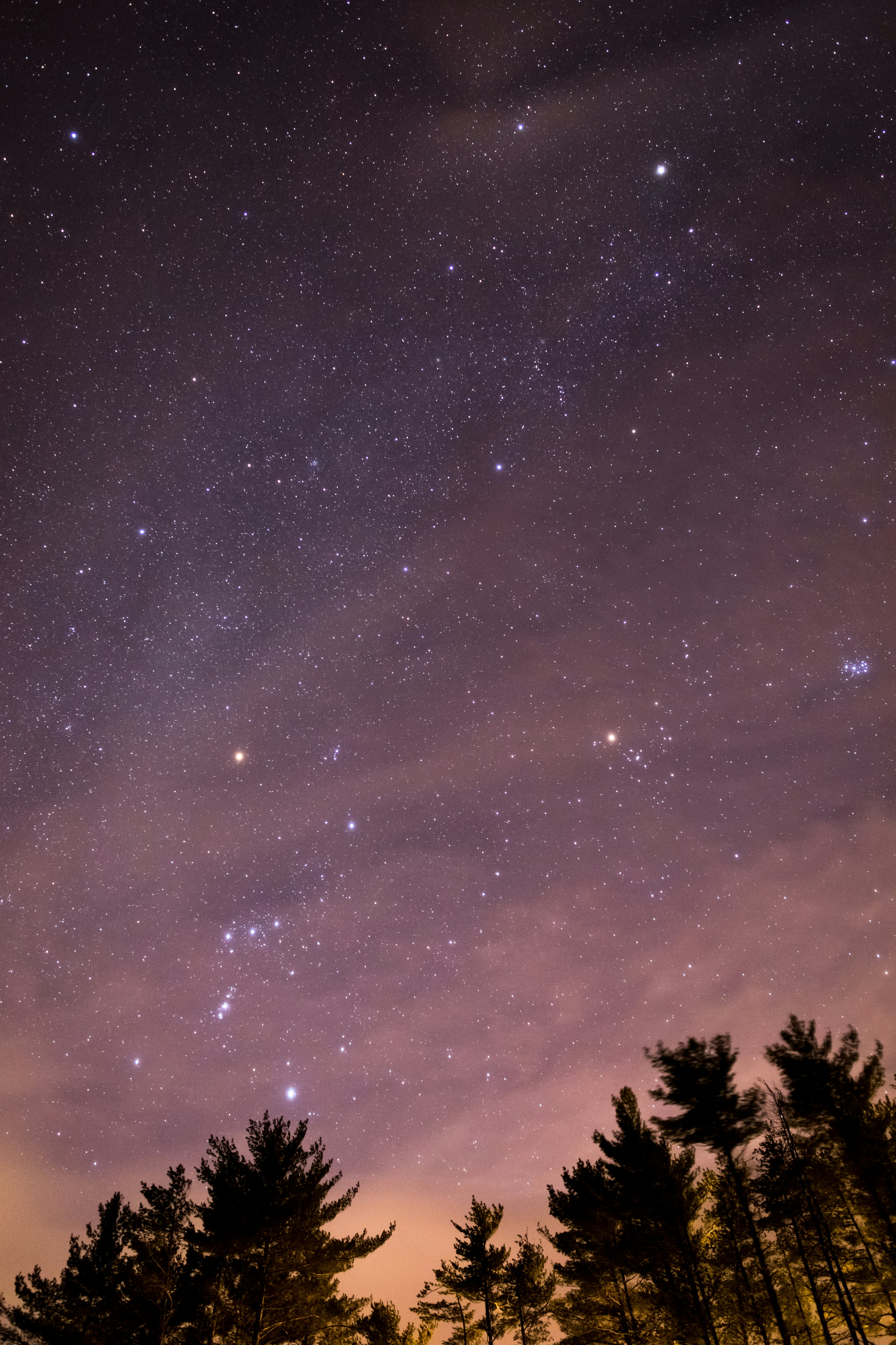 Starry Sky Over Forest at Night