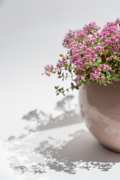 Potted Pink Flowering Succulent