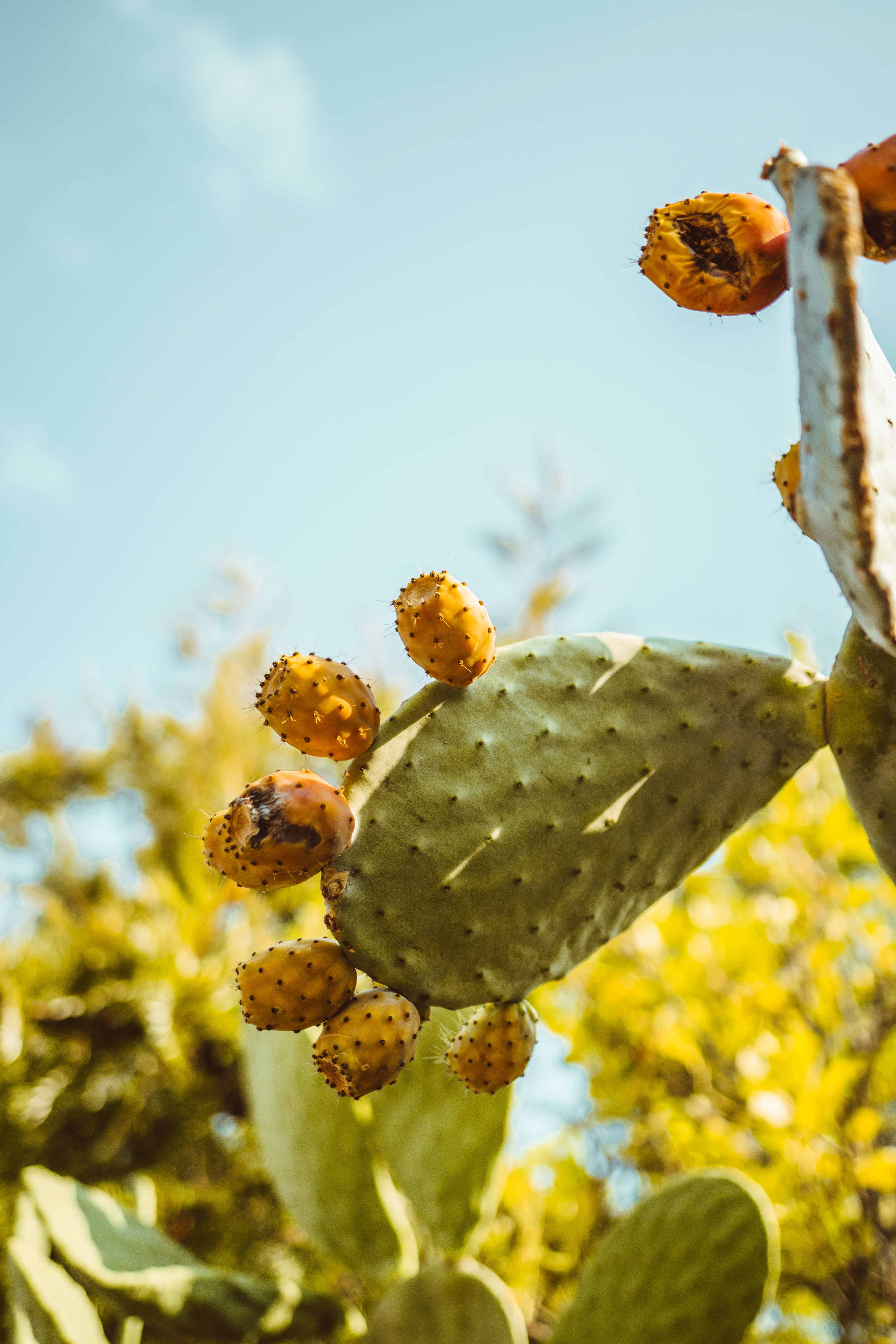 Prickly Pear Cactus with Fruits