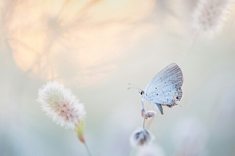 Pale Blue Butterfly Resting On Wild Grass