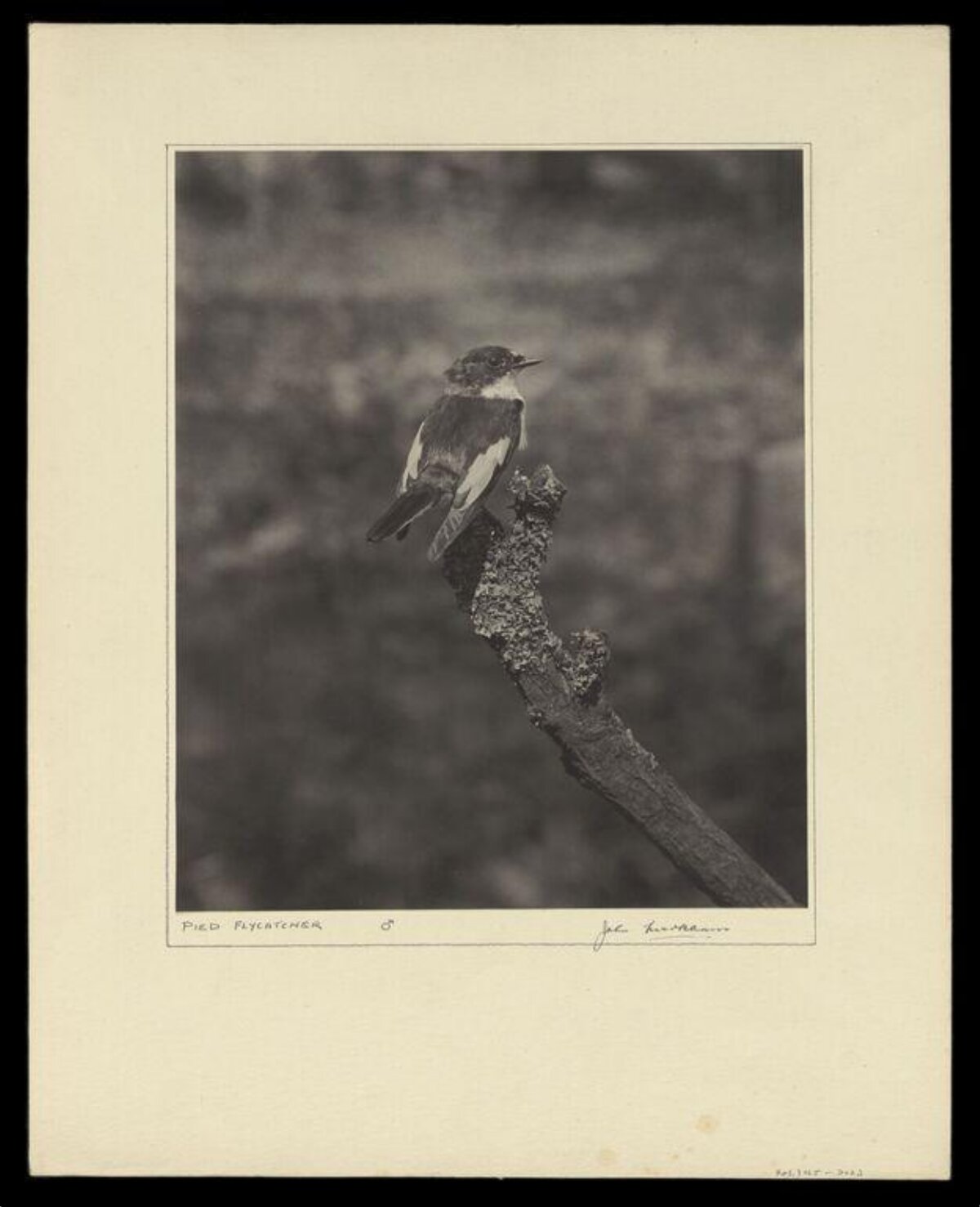 Vintage Photo of Pied Flycatcher