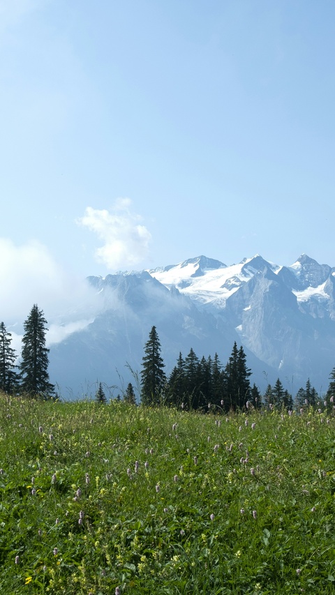 Snow-capped Alpine Mountain Meadow