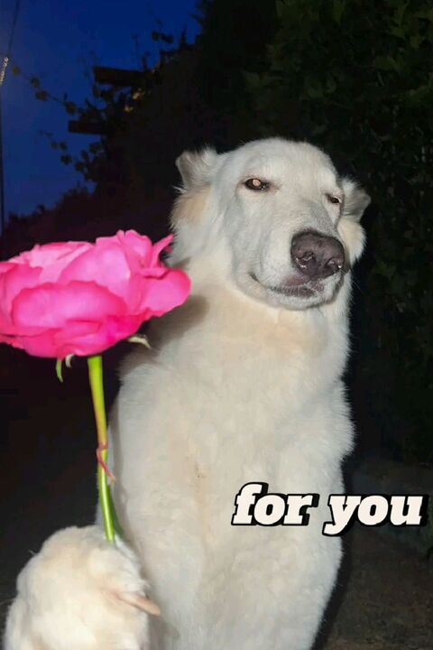 White Dog Holding Pink Rose For You