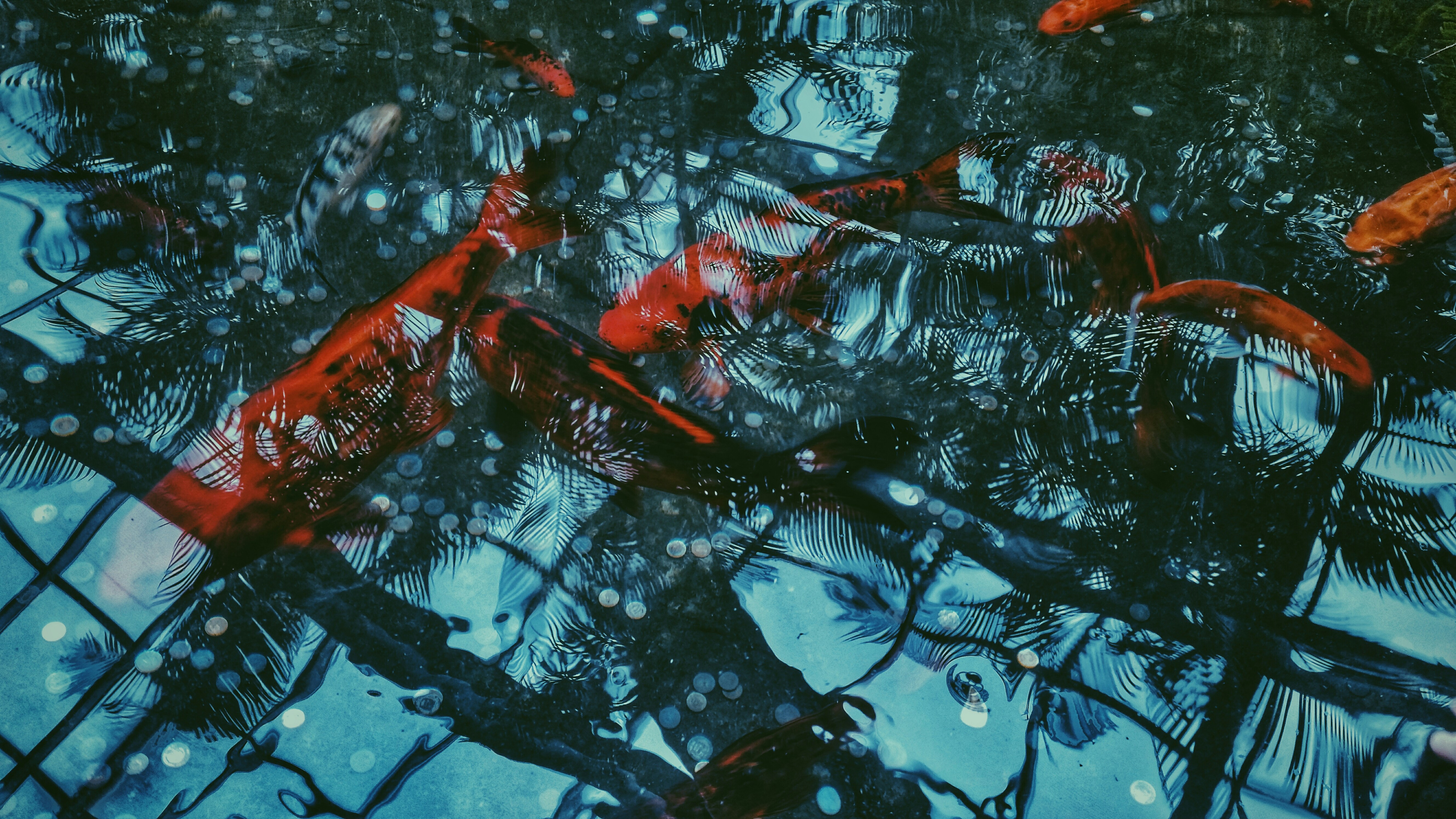 Koi Fish Swimming in Pond