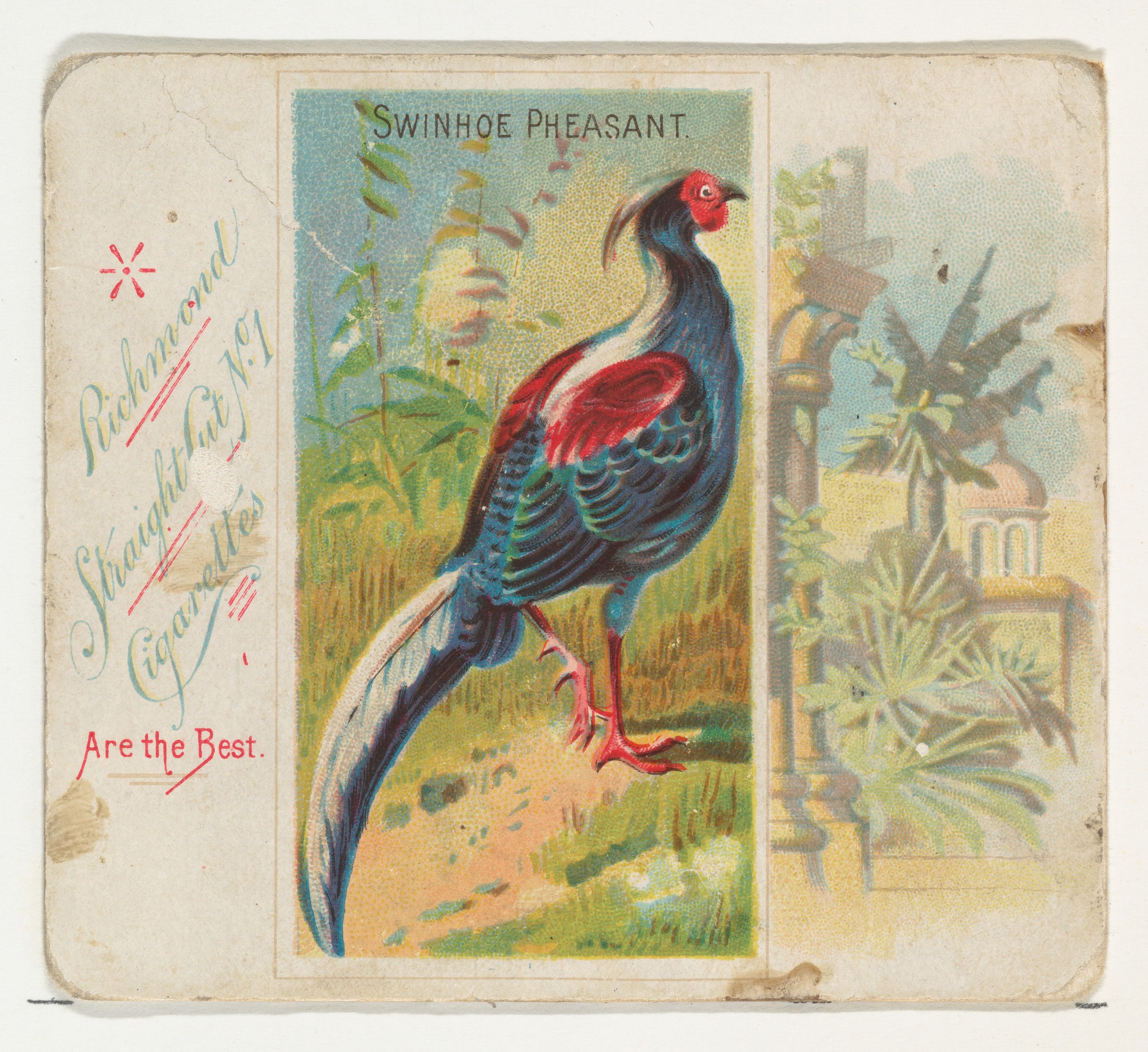 Vintage Swinhoe Pheasant Cigarette Card