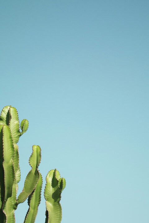 Cactus Under Clear Blue Sky