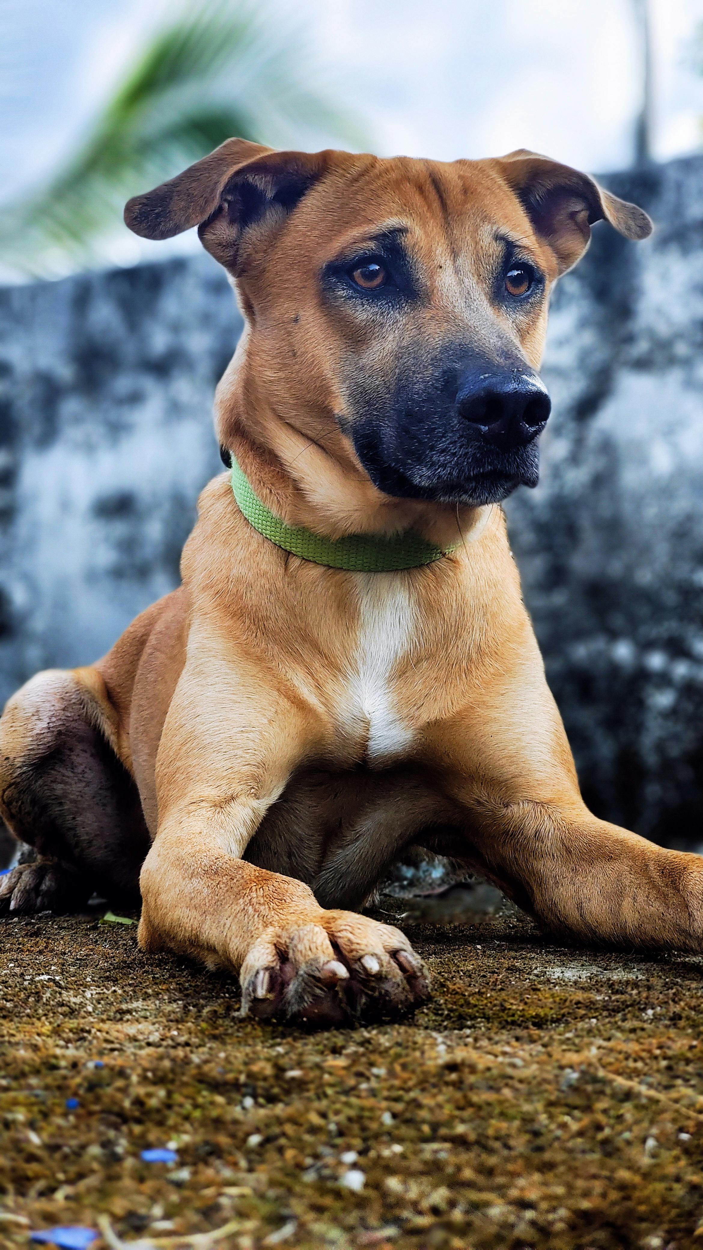 Tan Mixed Breed Dog Lying Outdoors