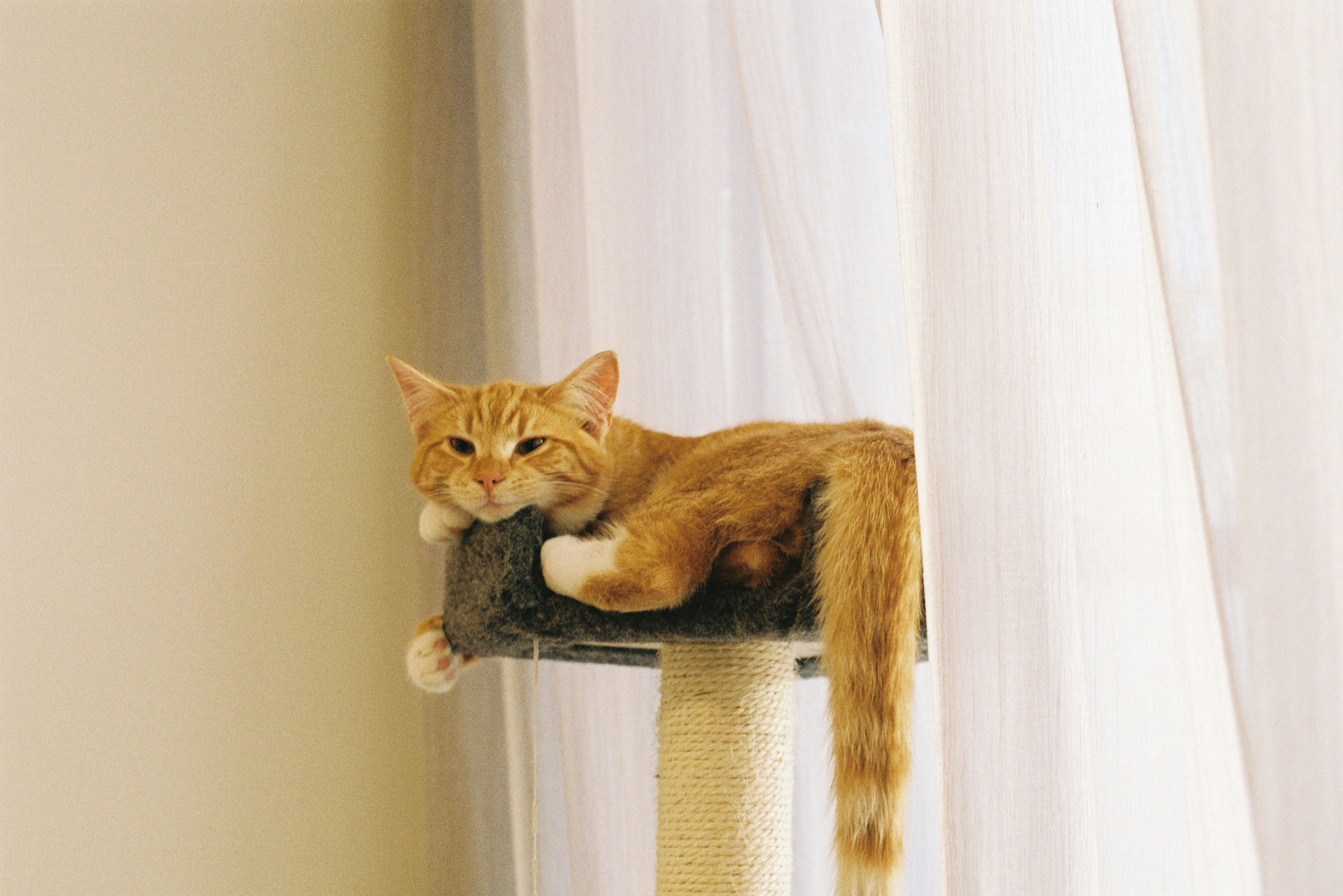 Orange Tabby Cat Resting On Cat Tree